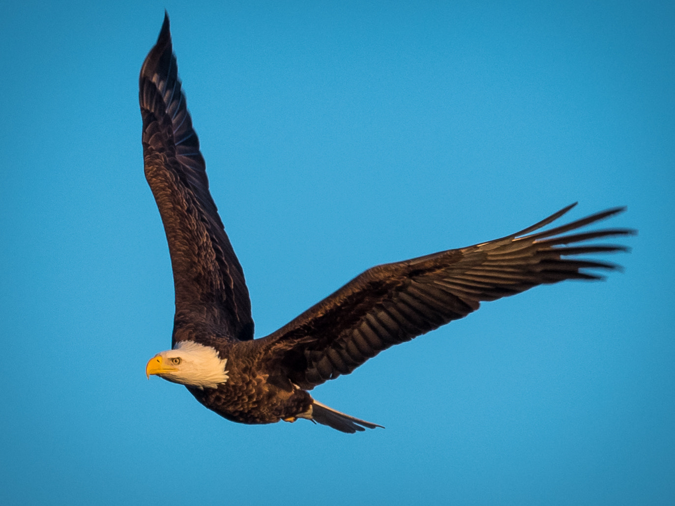 Olympus OM-D E-M5 II sample photo. Late afternoon flight photography