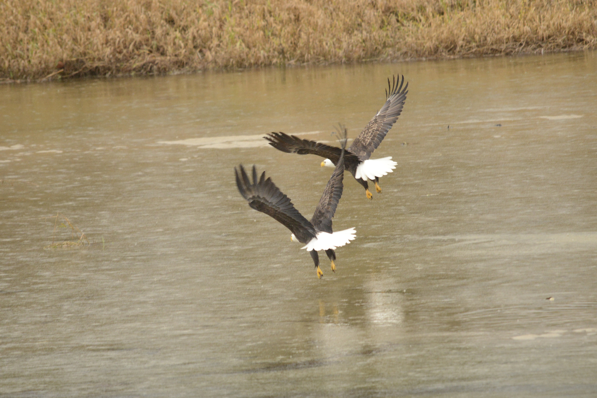 Sigma 120-400mm F4.5-5.6 DG OS HSM sample photo. Series of these two eagles in flight photography