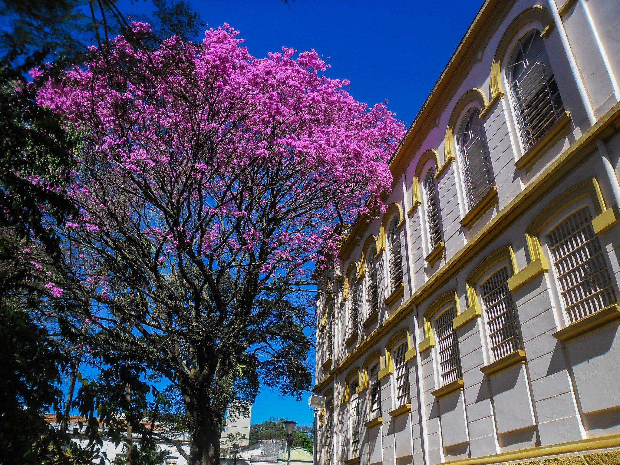 Samsung ES80/ ES81 sample photo. Pink tree photography