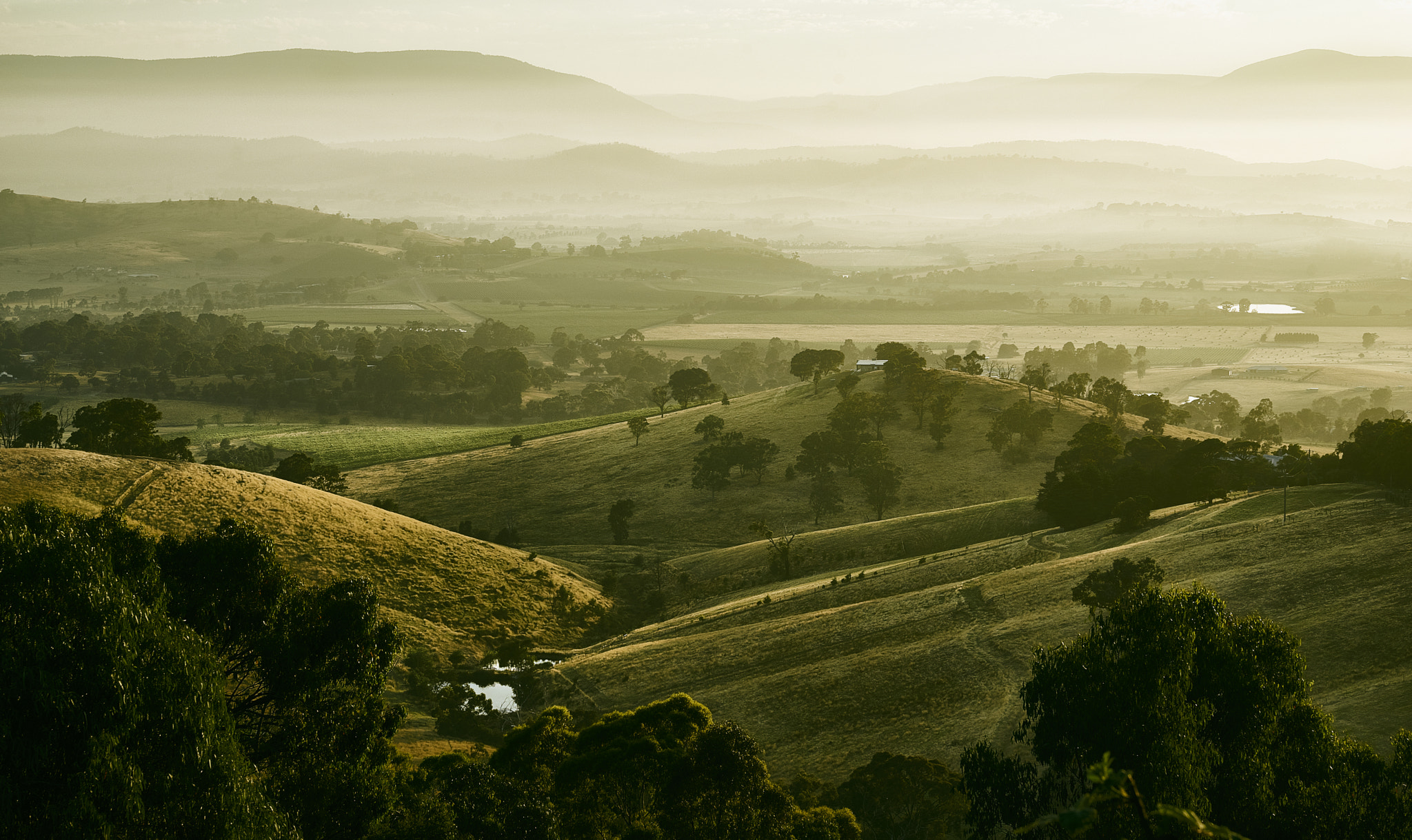 Sony FE 24-70mm F2.8 GM sample photo. Yarra valley morning photography