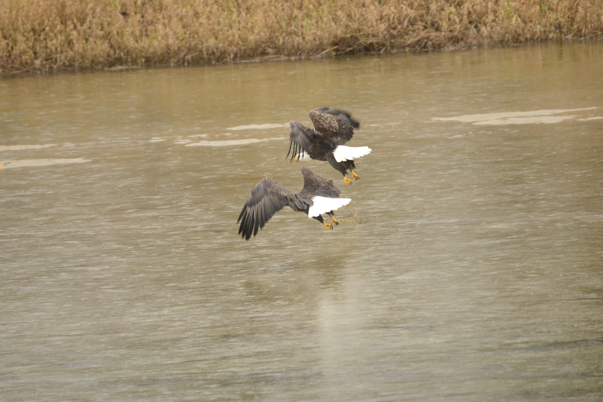Sigma 120-400mm F4.5-5.6 DG OS HSM sample photo. Series of these two eagles in flight photography
