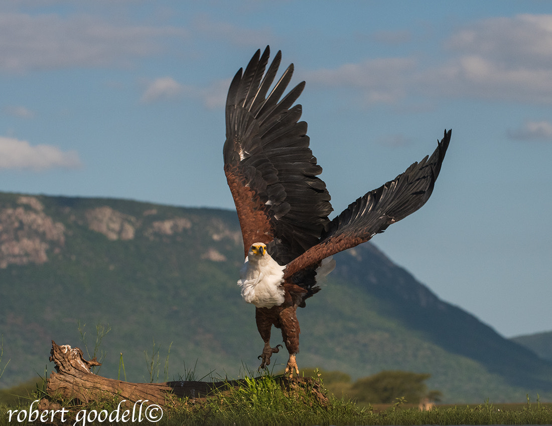 Nikon D500 sample photo. Liftoff photography