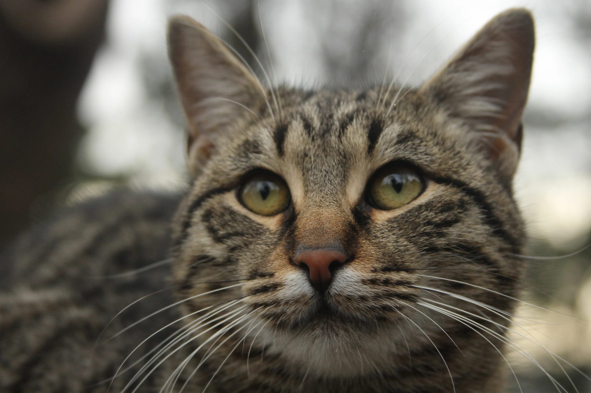 Canon EF 28-135mm F3.5-5.6 IS USM sample photo. At pierre loti photography