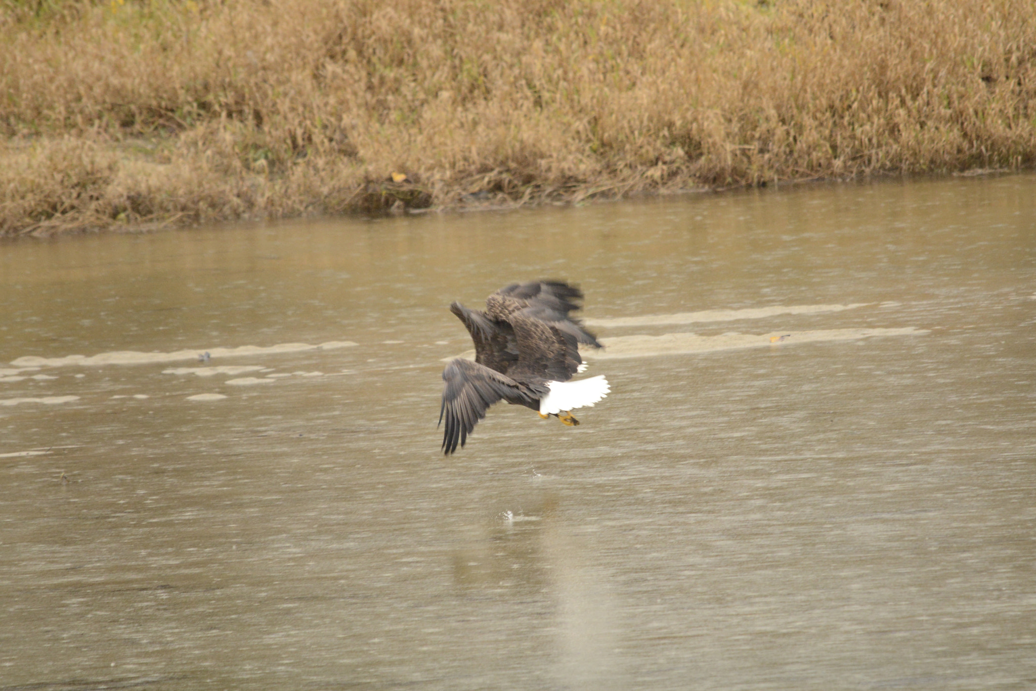 Sigma 120-400mm F4.5-5.6 DG OS HSM sample photo. Series of these two eagles in flight photography
