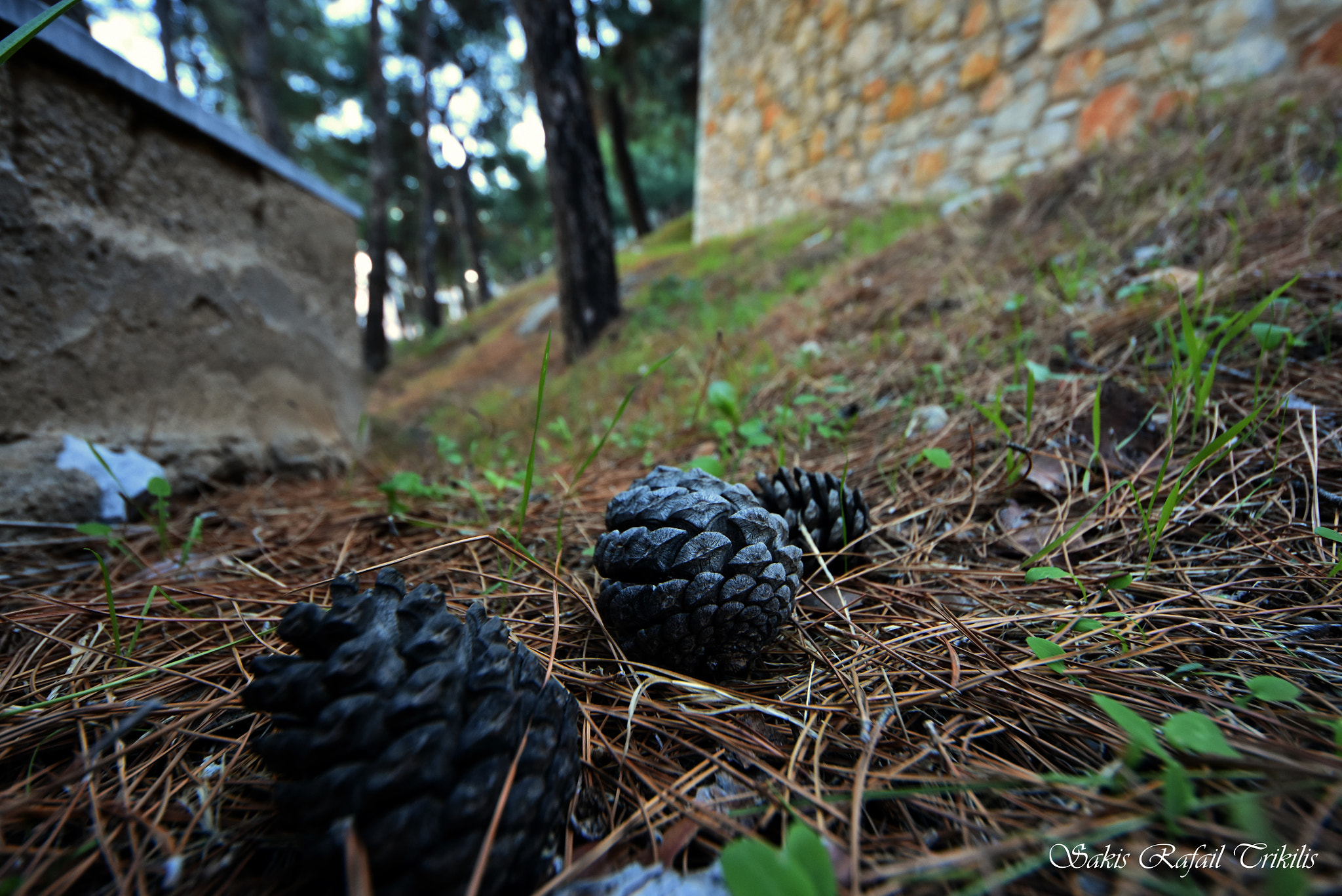 Sigma 8-16mm F4.5-5.6 DC HSM sample photo. Forest photography