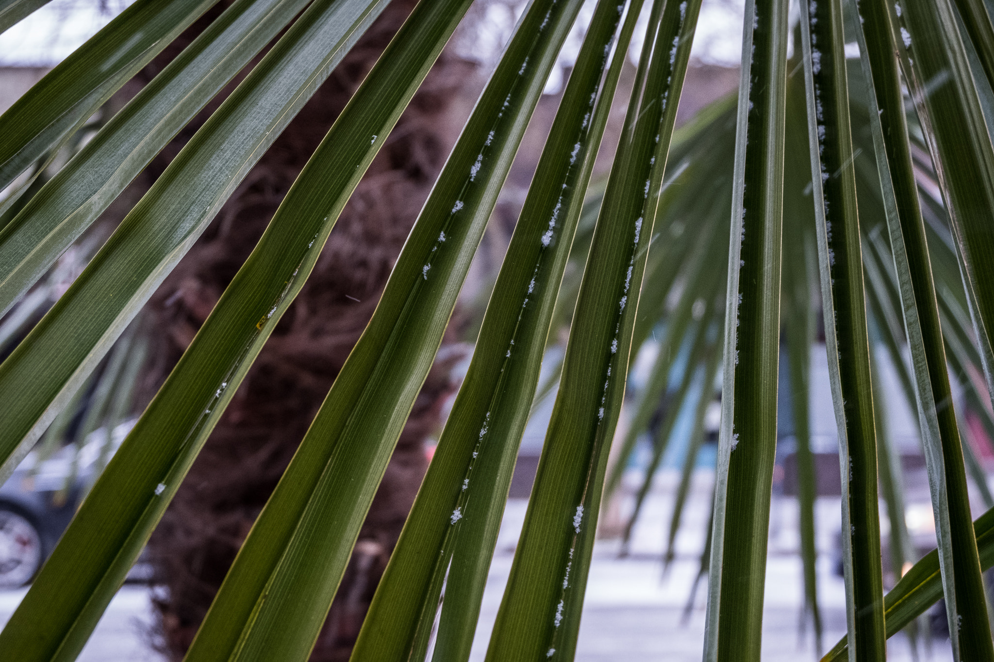 Fujifilm X-T2 + Fujifilm XC 16-50mm F3.5-5.6 OIS II sample photo. Snow on the palms photography