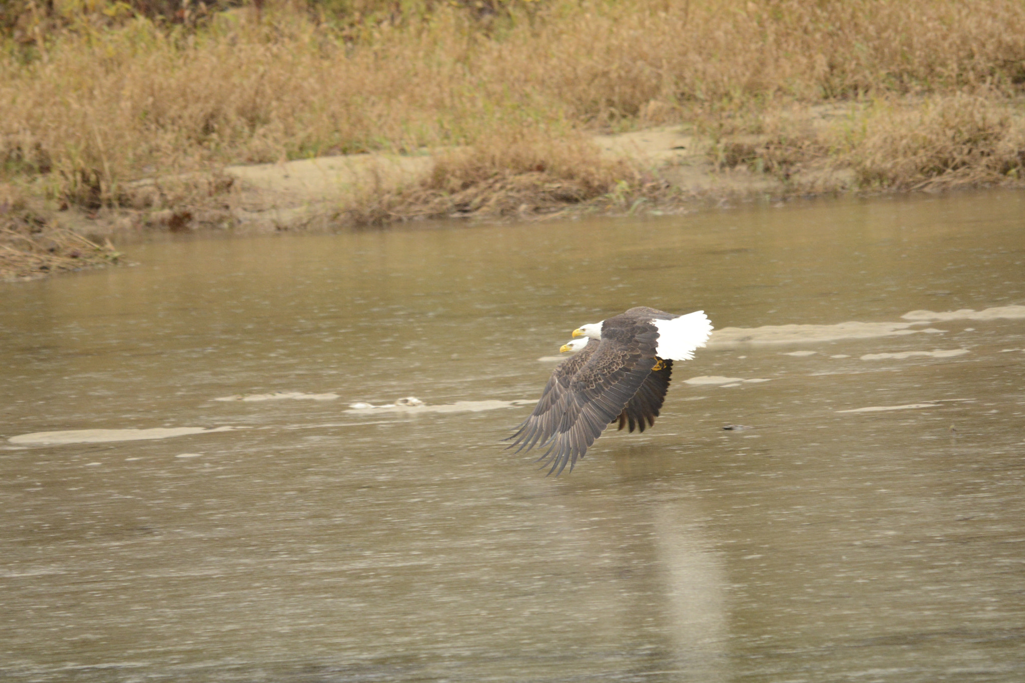 Nikon D800E sample photo. Series of these two eagles in flight photography