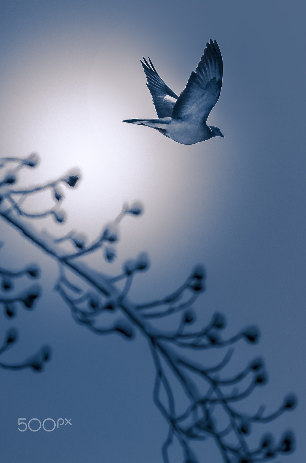 Nikon AF-S Nikkor 70-200mm F4G ED VR sample photo. Flying to the sky photography