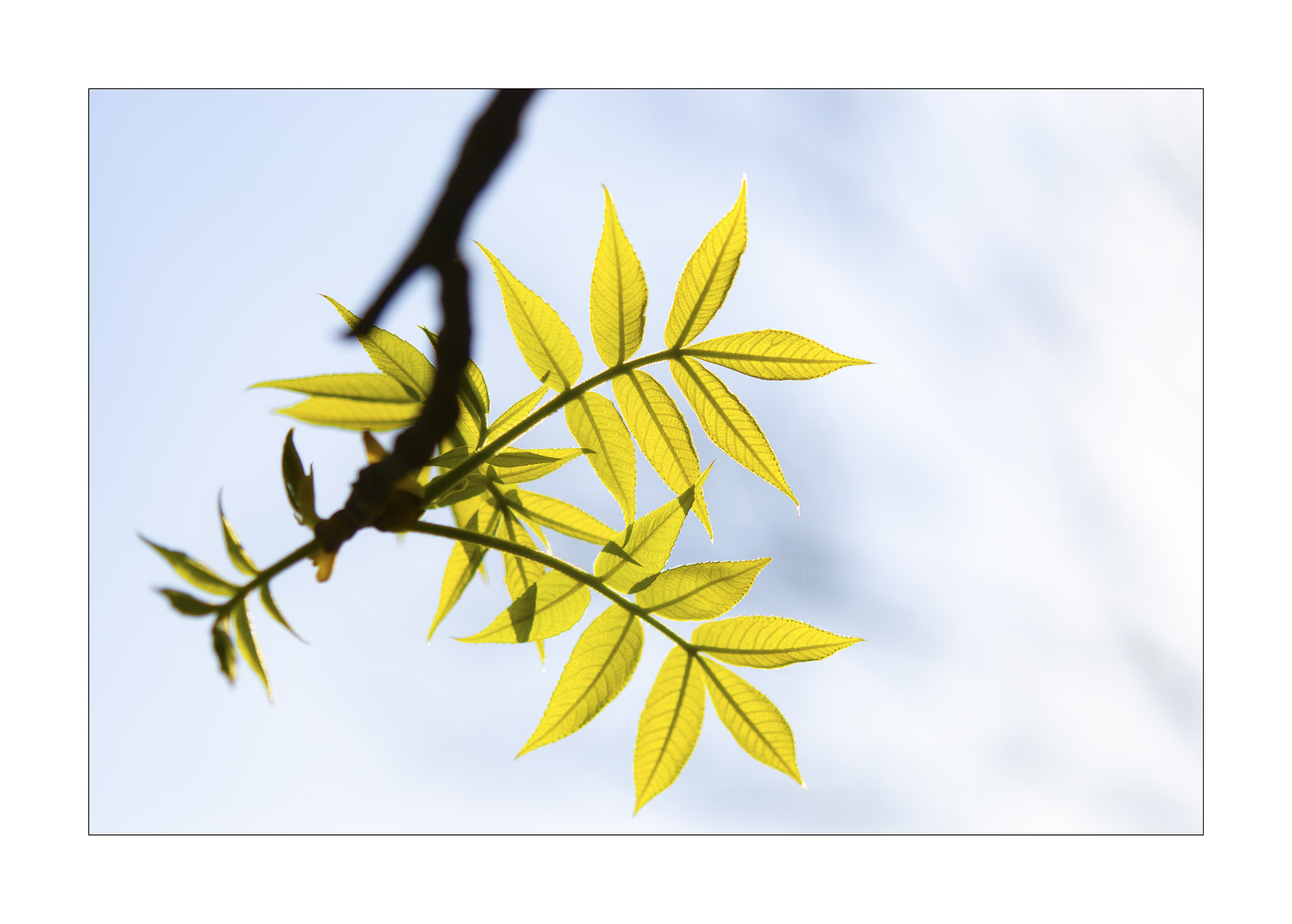 Nikon AF-S Micro-Nikkor 60mm F2.8G ED sample photo. New leaves · 新叶 photography