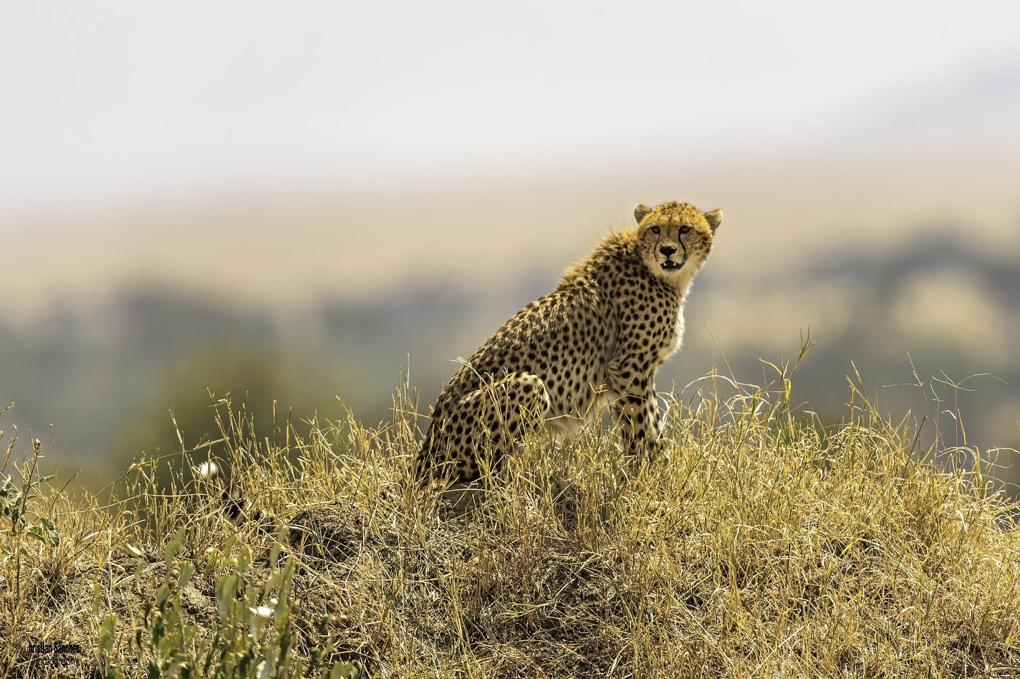 Nikon AF-S Nikkor 400mm F2.8G ED VR II sample photo. Editar photography