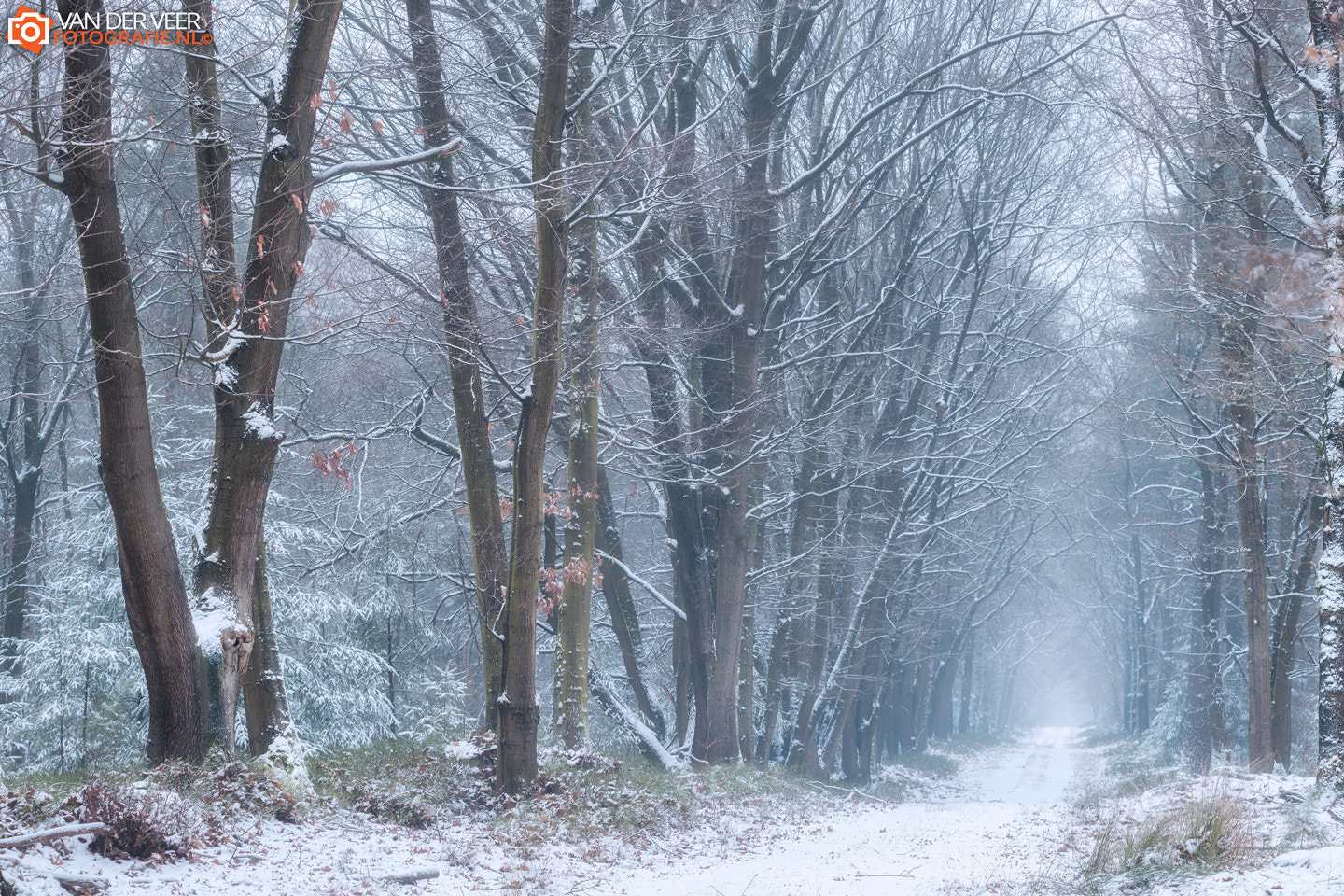 Nikon D600 + Sigma APO 100-300mm F4 EX IF HSM sample photo. White forest photography
