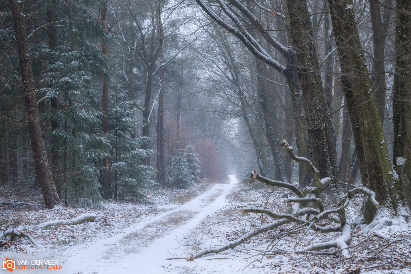 Sigma APO 100-300mm F4 EX IF HSM sample photo. White forest photography