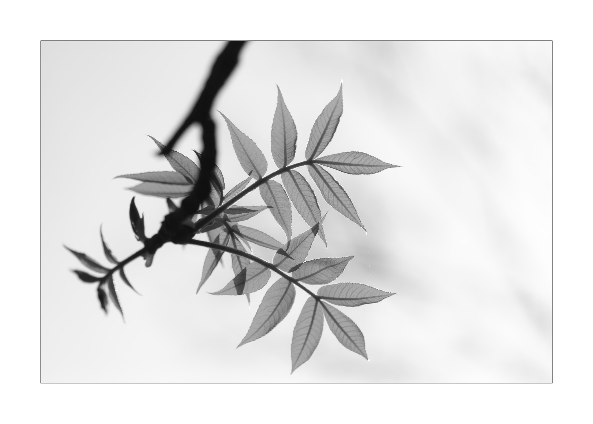 Nikon AF-S Micro-Nikkor 60mm F2.8G ED sample photo. New leaves · 新叶 (b&w) photography