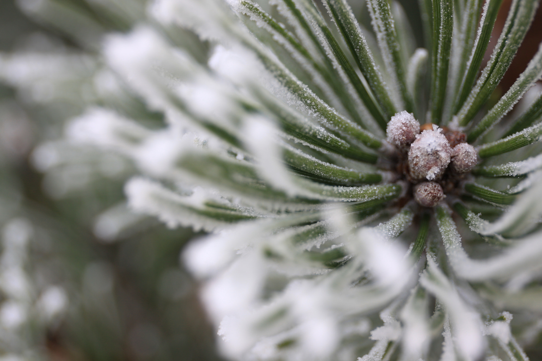 Canon EOS 50D + Canon EF 24-70mm F4L IS USM sample photo. Hoarfrost pine photography