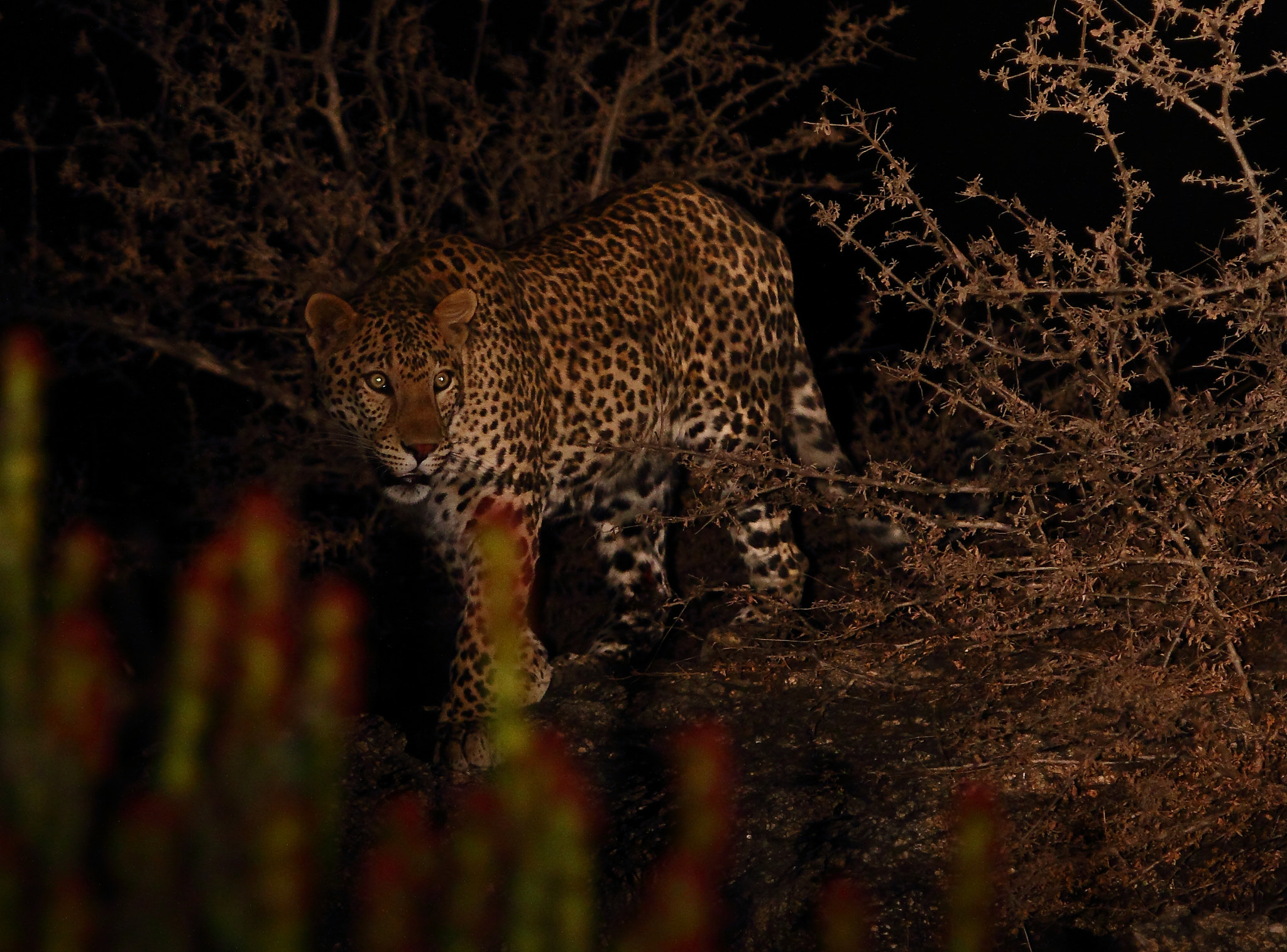 Canon EF 300mm F2.8L IS USM sample photo. Leopard and the darkness photography