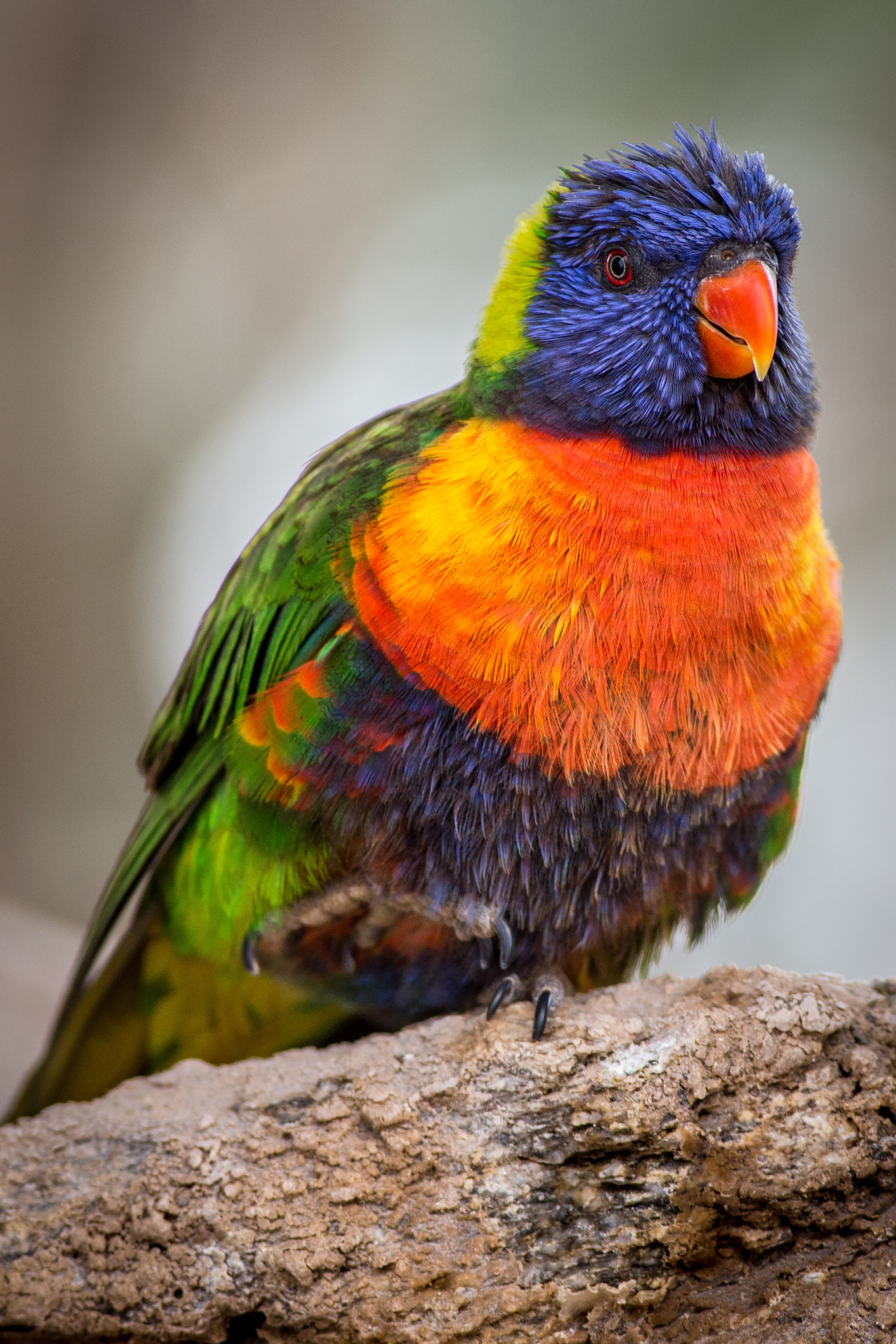 Canon EOS 6D + Canon EF 400mm F5.6L USM sample photo. Keet photography