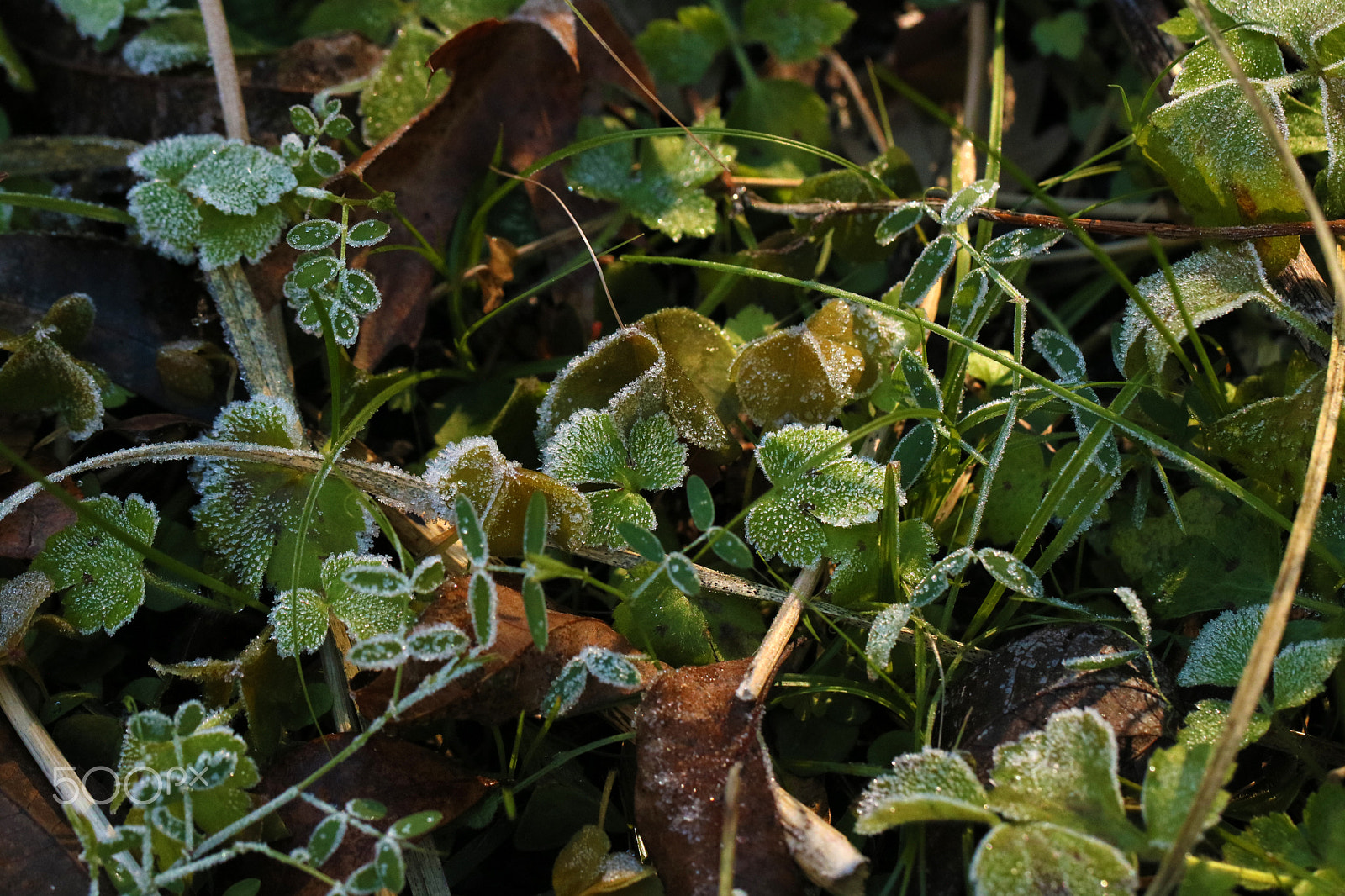 Canon EF 100mm F2.8L Macro IS USM sample photo. Frost 6553 photography