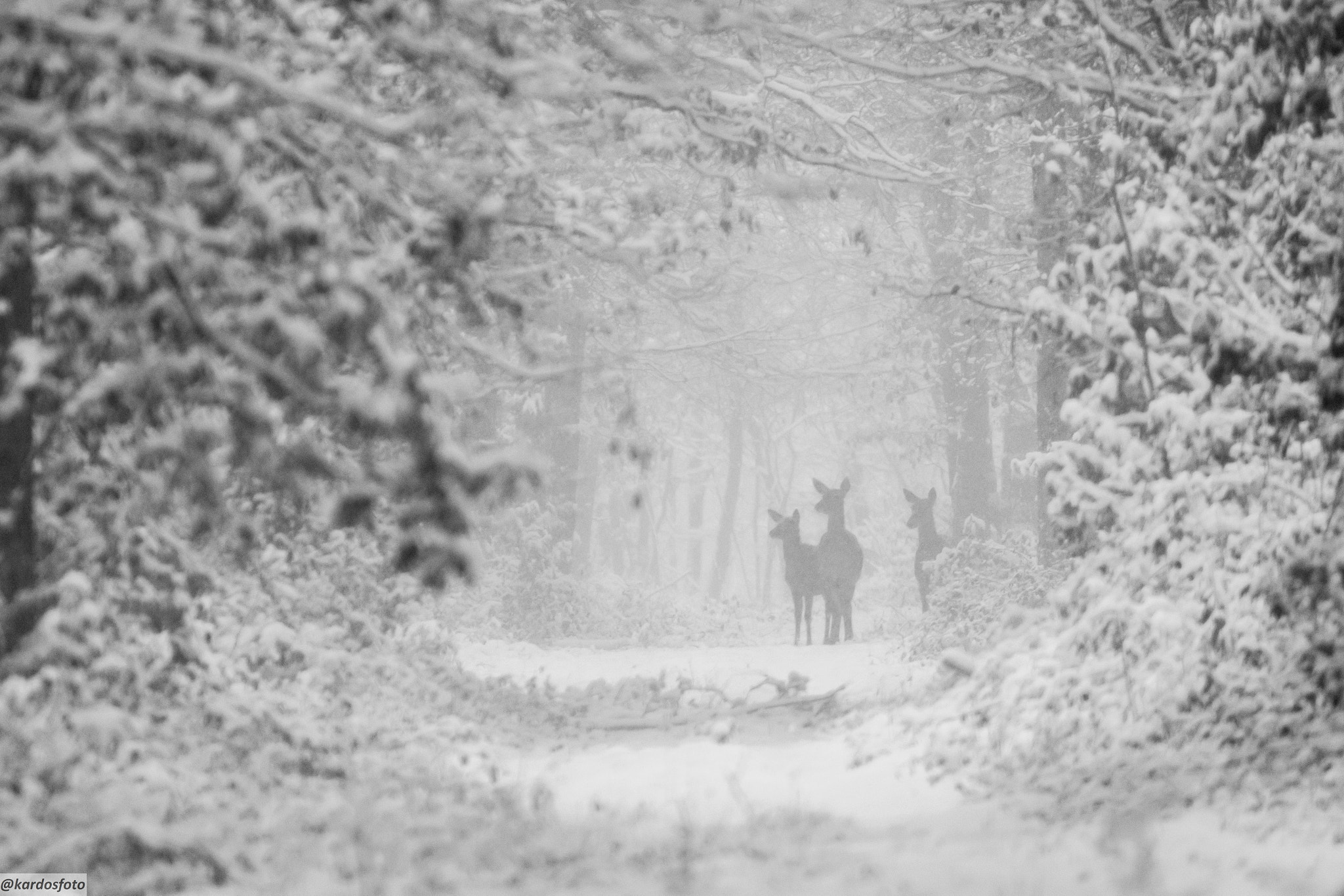 Sigma 150-600mm F5-6.3 DG OS HSM | C sample photo. Ghosts in the forest photography