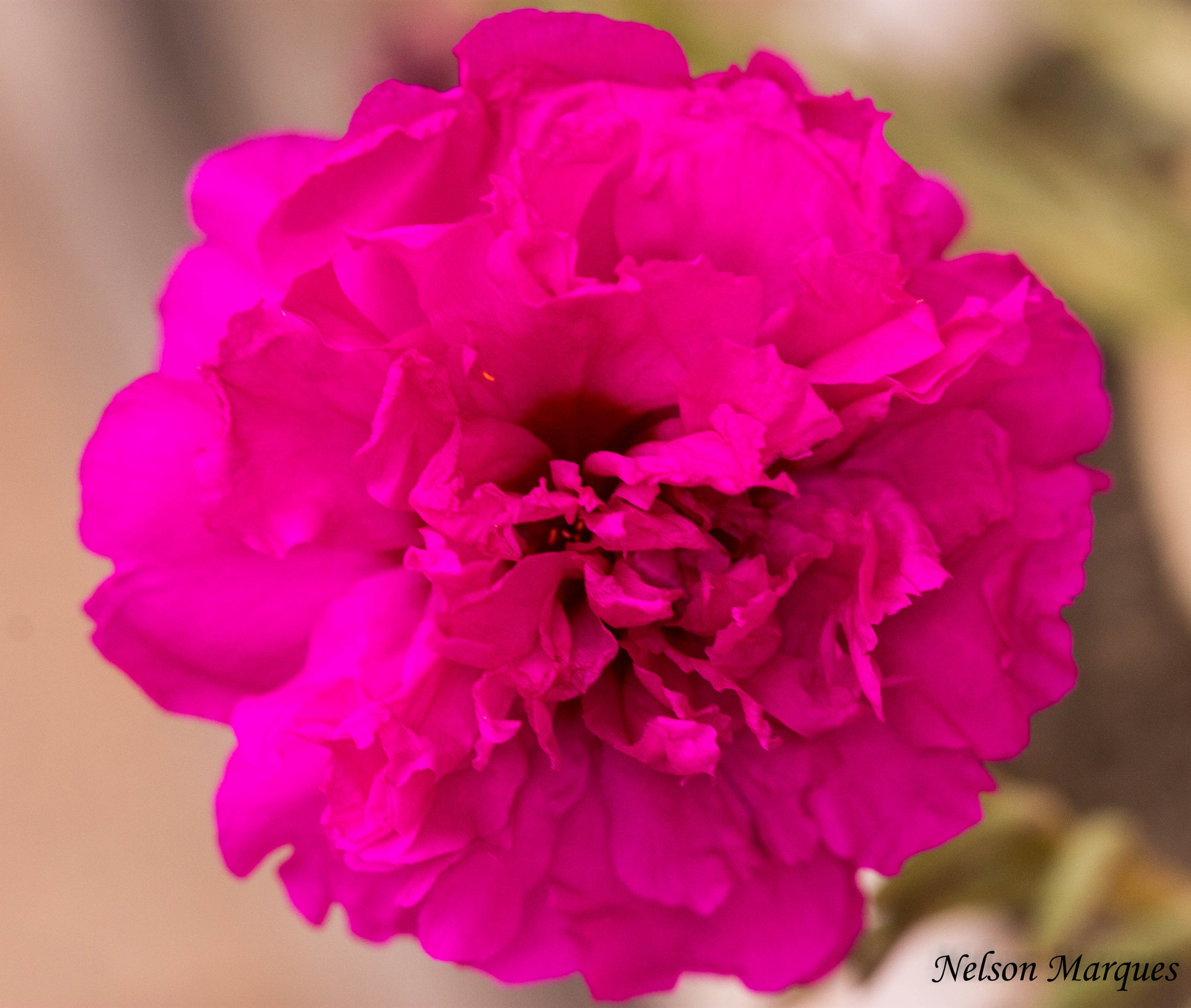 Canon EF 100mm F2.8 Macro USM sample photo. Flor do meio dia photography