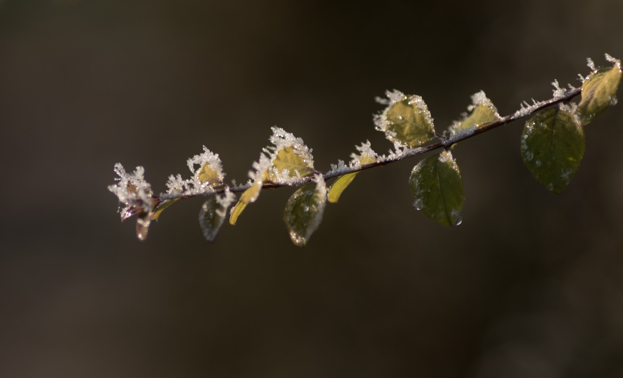 Canon EF 200mm F2.8L II USM sample photo. The ice frozen at the tree photography