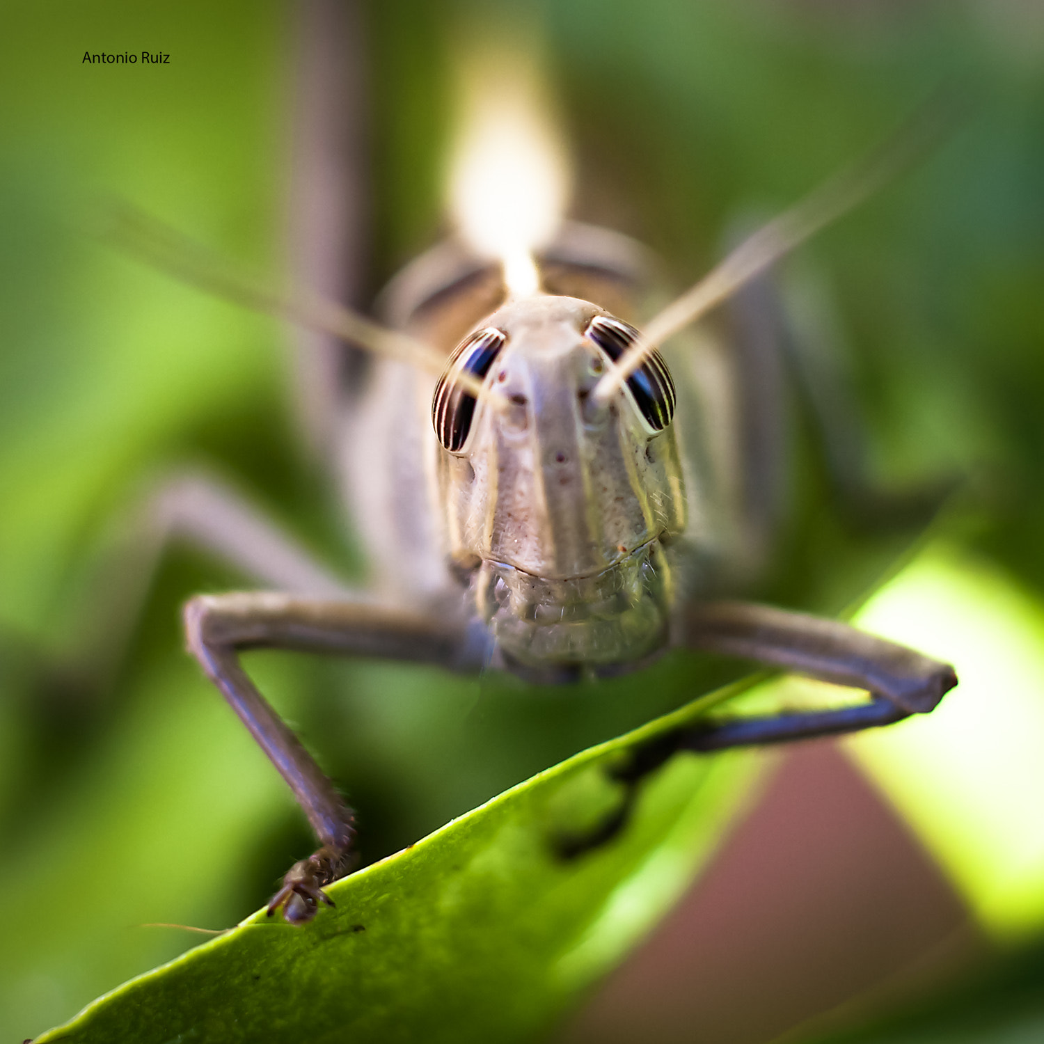 Canon EOS-1D Mark III sample photo. Saltamontes photography