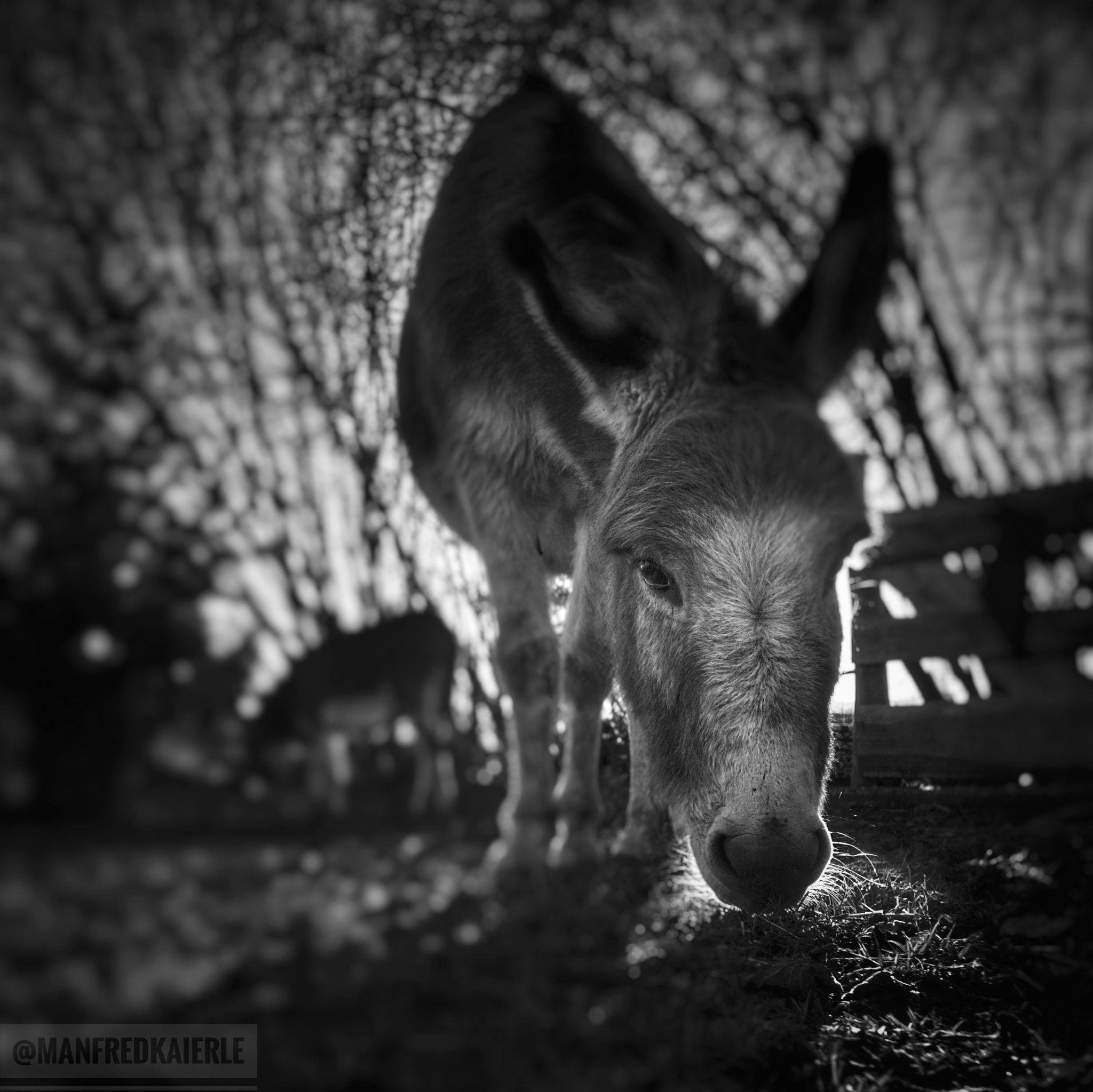 Sony a6000 + Sony Vario-Tessar T* E 16-70mm F4 ZA OSS sample photo. Im eselgarten in pondorf. #esel #portrait #sonnenu ... photography