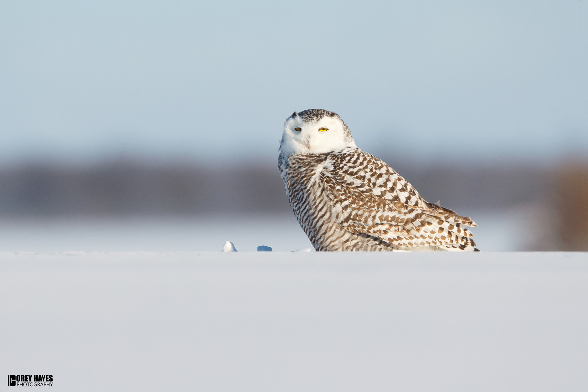 Canon EF 500mm F4L IS USM sample photo. Snowy owl photography