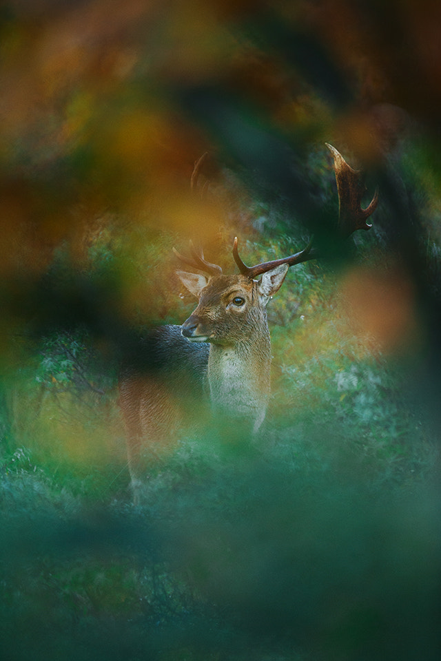 Canon EOS-1D X + Canon EF 500mm F4L IS USM sample photo. Fallow deer in the wildness photography