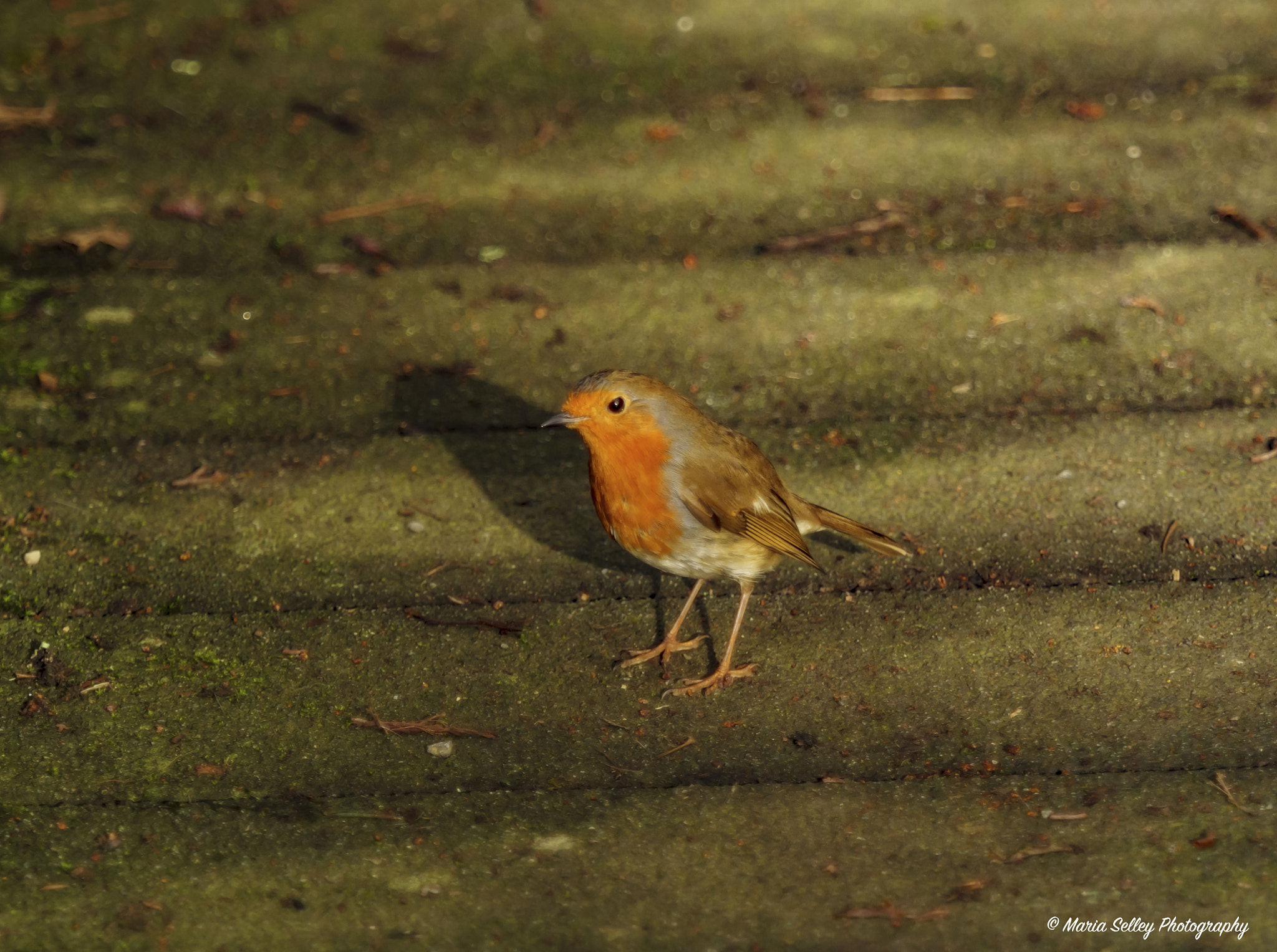 Olympus OM-D E-M1 Mark II + Olympus M.Zuiko Digital ED 40-150mm F2.8 Pro sample photo. Little red photography