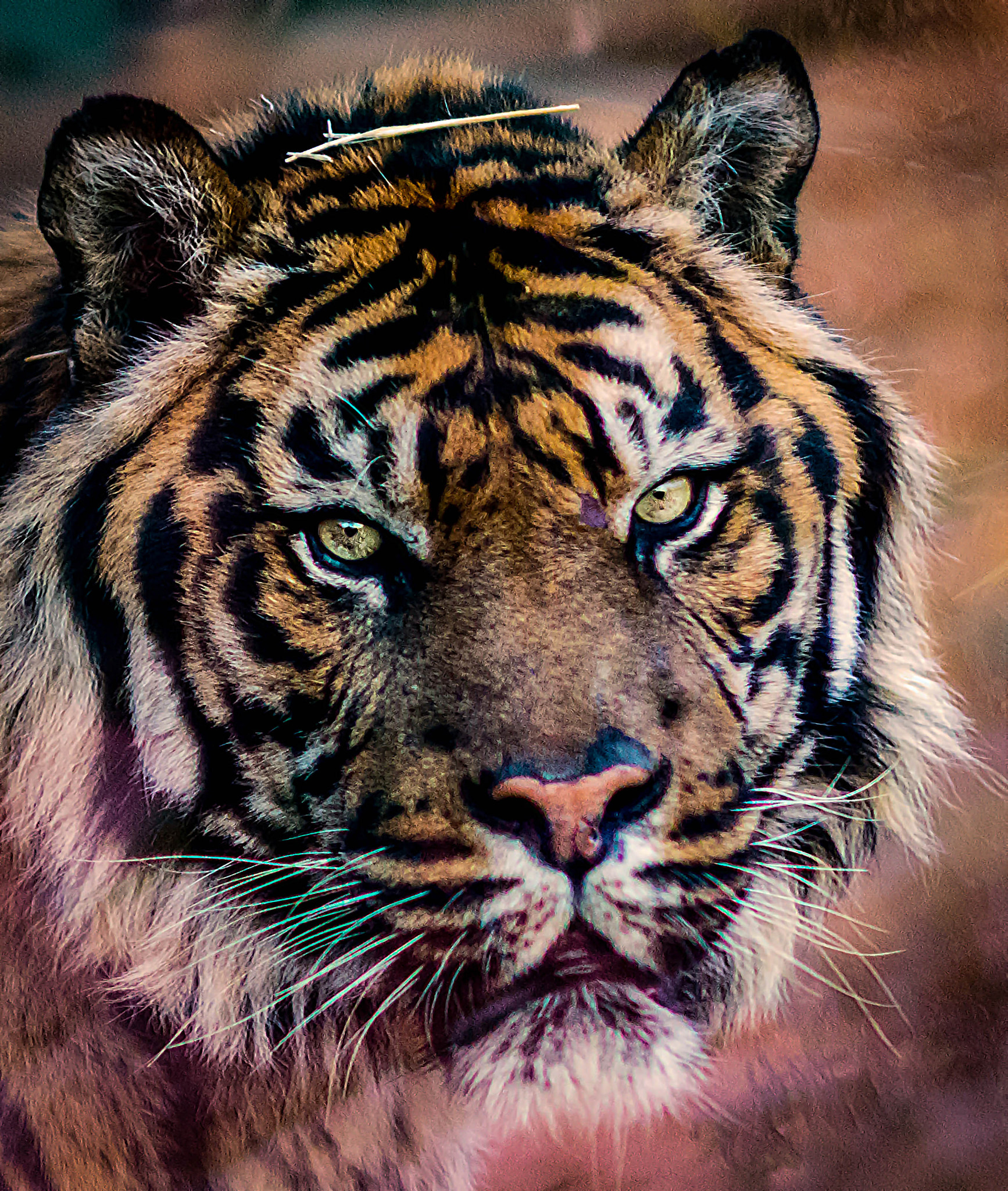 Nikon D800 + AF DC-Nikkor 135mm f/2D sample photo. Tiger portrait photography