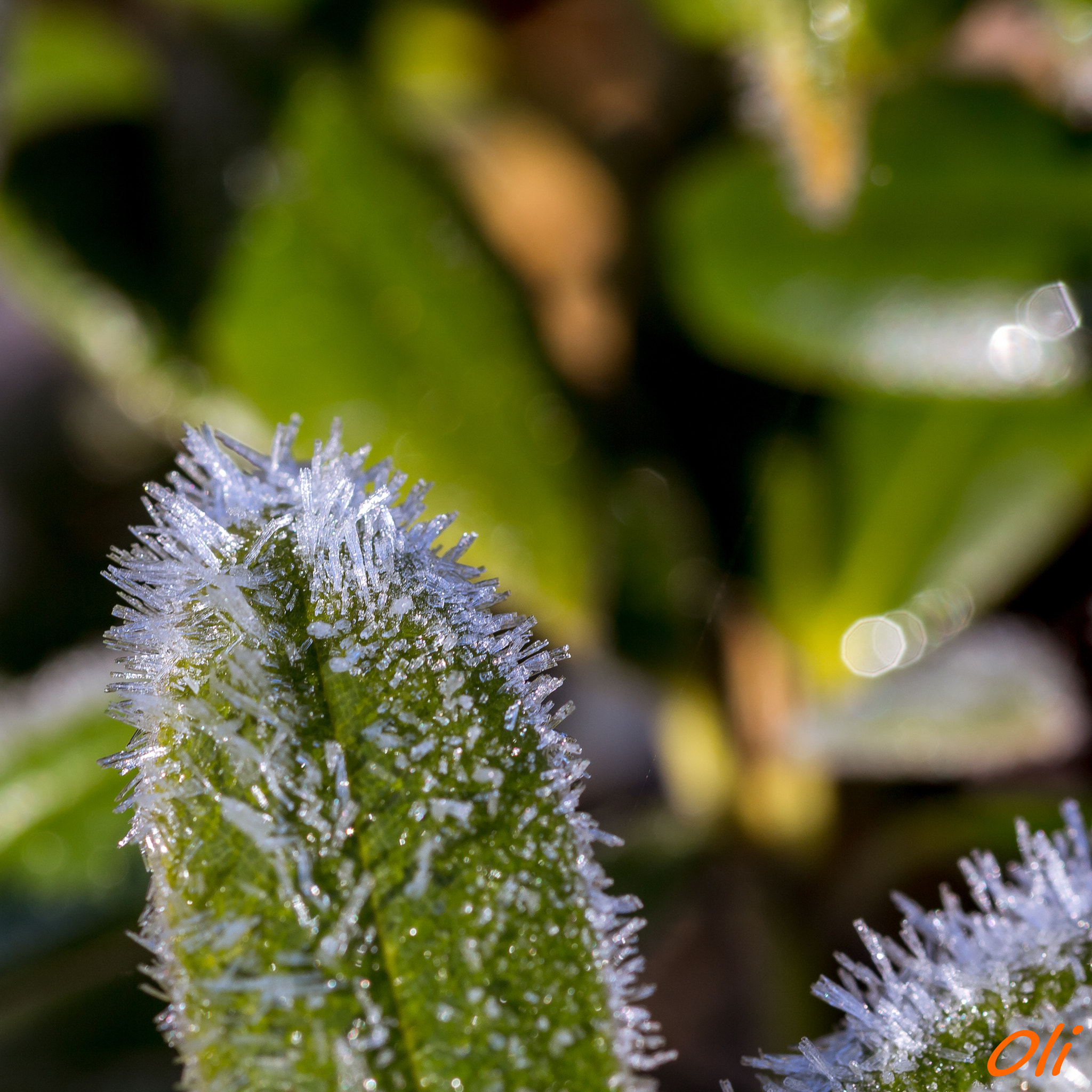 Sigma 105mm F2.8 EX DG OS HSM sample photo. Givre photography