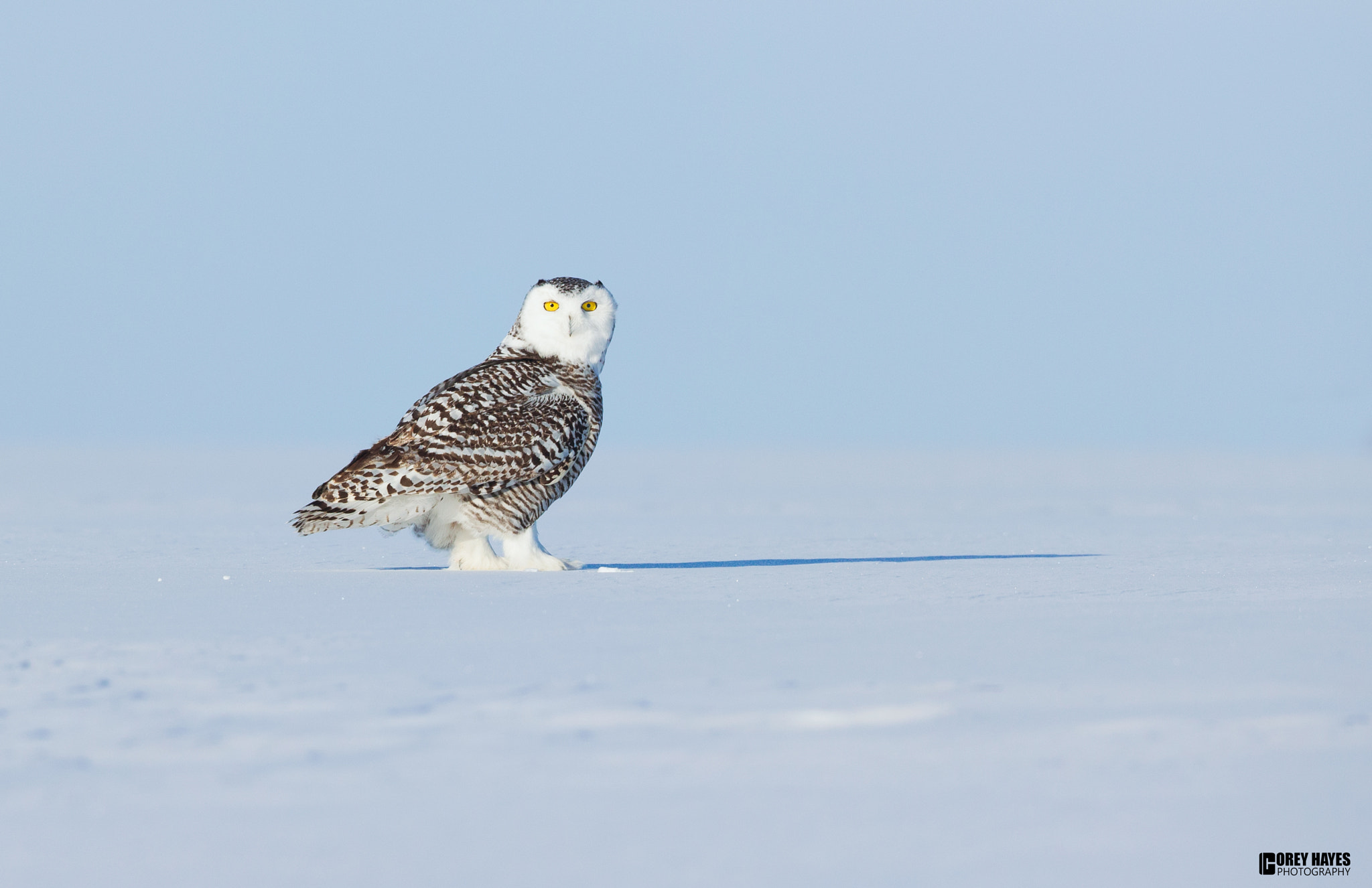 Canon EOS-1D X + Canon EF 500mm F4L IS USM sample photo. Snowy owl photography