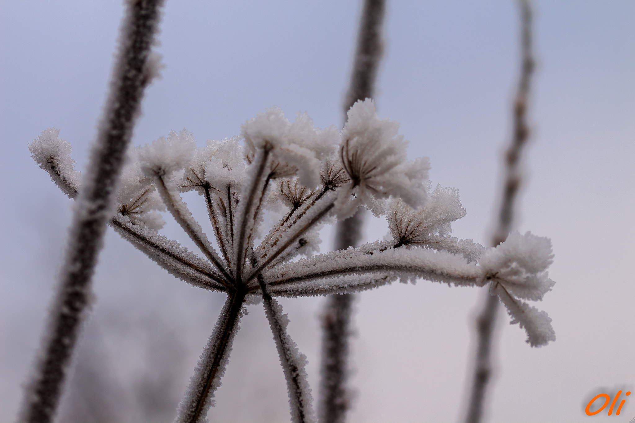 Sigma 105mm F2.8 EX DG OS HSM sample photo. Givre photography