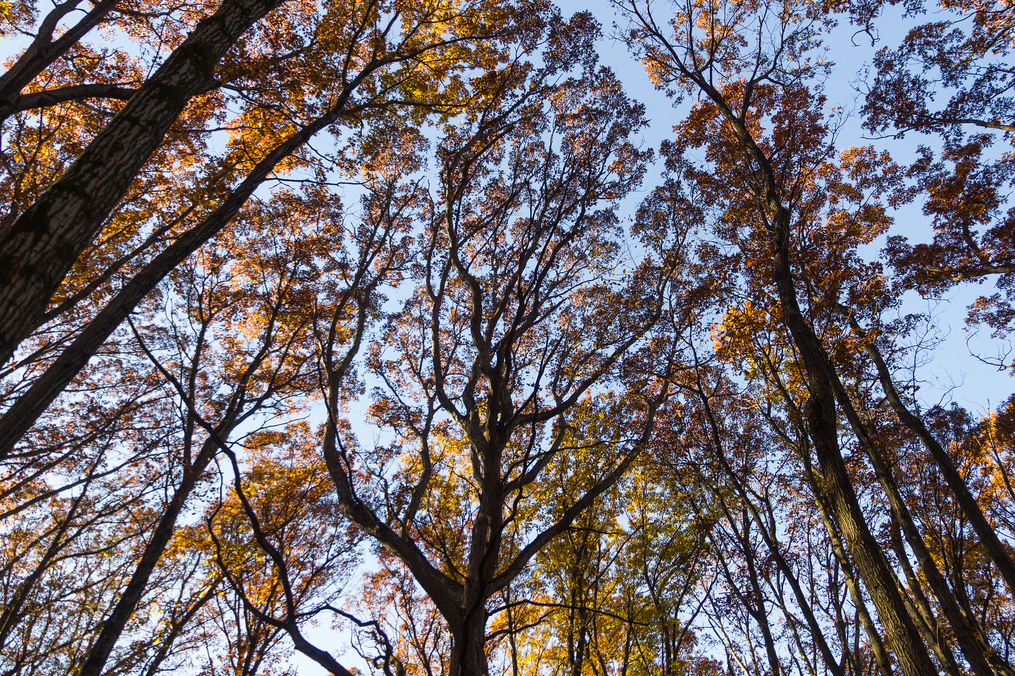 Canon EOS 550D (EOS Rebel T2i / EOS Kiss X4) sample photo. Trees in fall photography