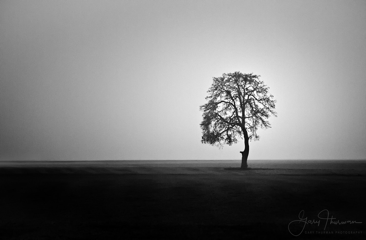 Canon EF-S 55-250mm F4-5.6 IS sample photo. Foggy tree photography