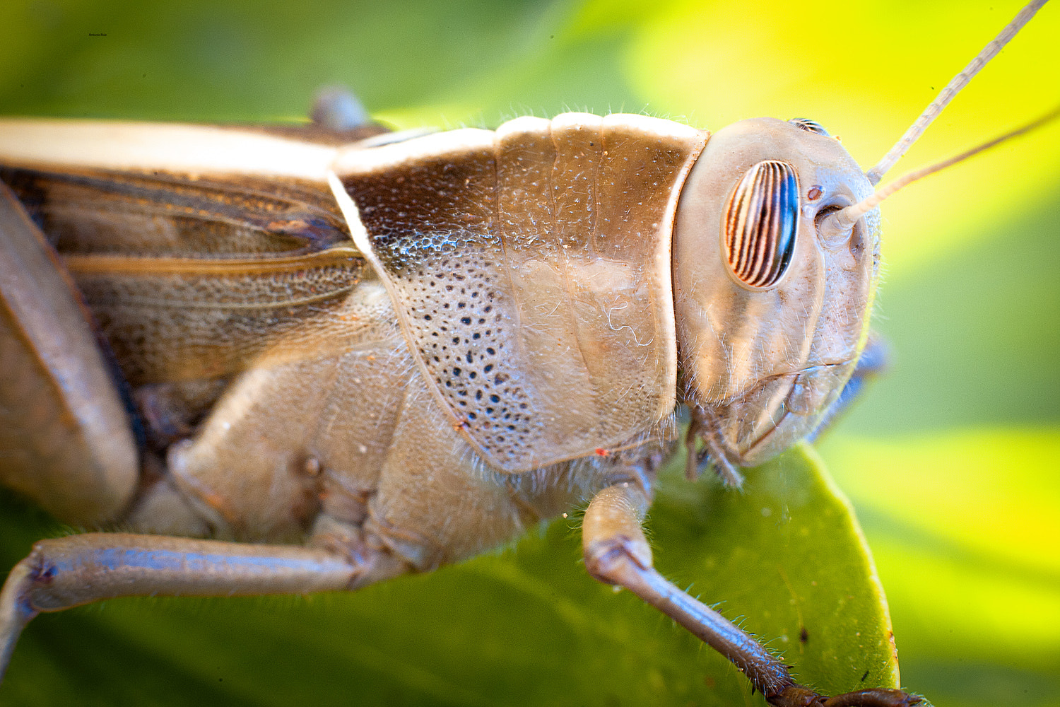Canon EOS-1D Mark III sample photo. Saltamontes photography