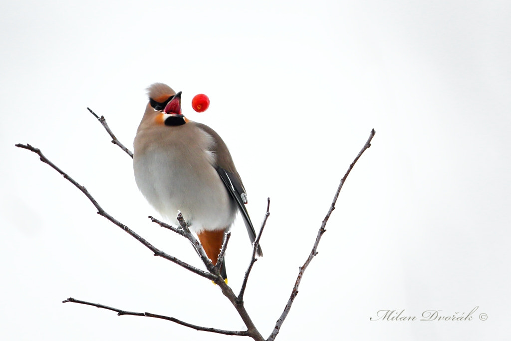 Canon EOS 7D Mark II + Canon EF 300mm F2.8L IS USM sample photo. But hop...;-) photography