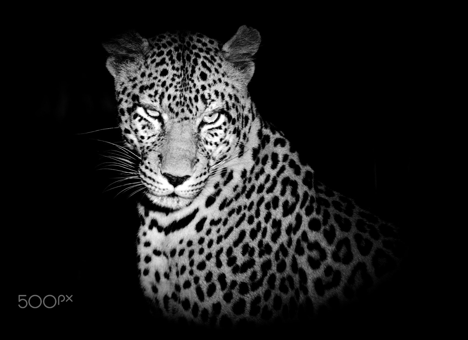 Canon EF 70-200mm F2.8L IS USM sample photo. Leopard by night photography