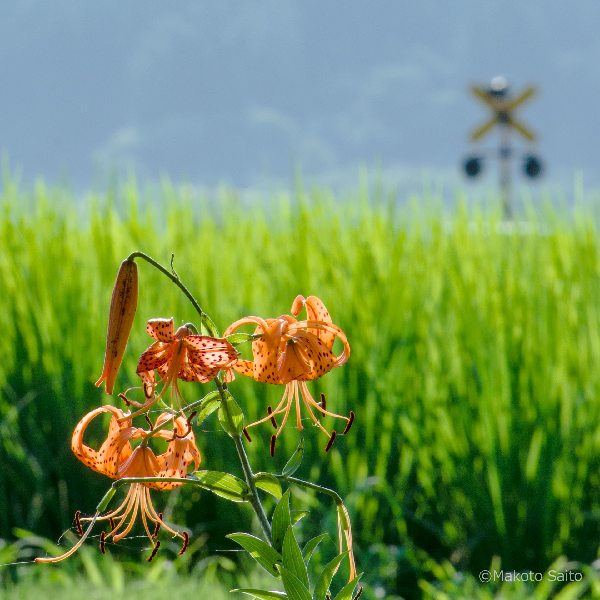 Pentax smc DA* 60-250mm F4.0 ED (IF) SDM sample photo. Hot summer afternoon photography