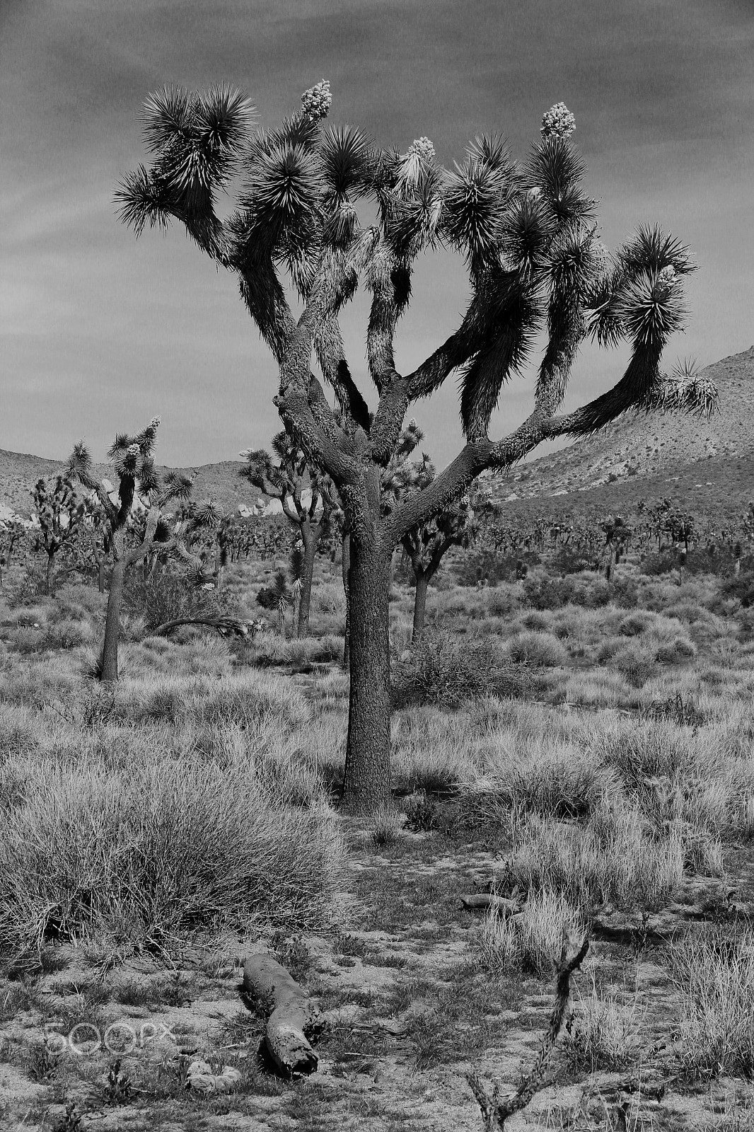 Canon EOS 600D (Rebel EOS T3i / EOS Kiss X5) sample photo. Joshua tree photography