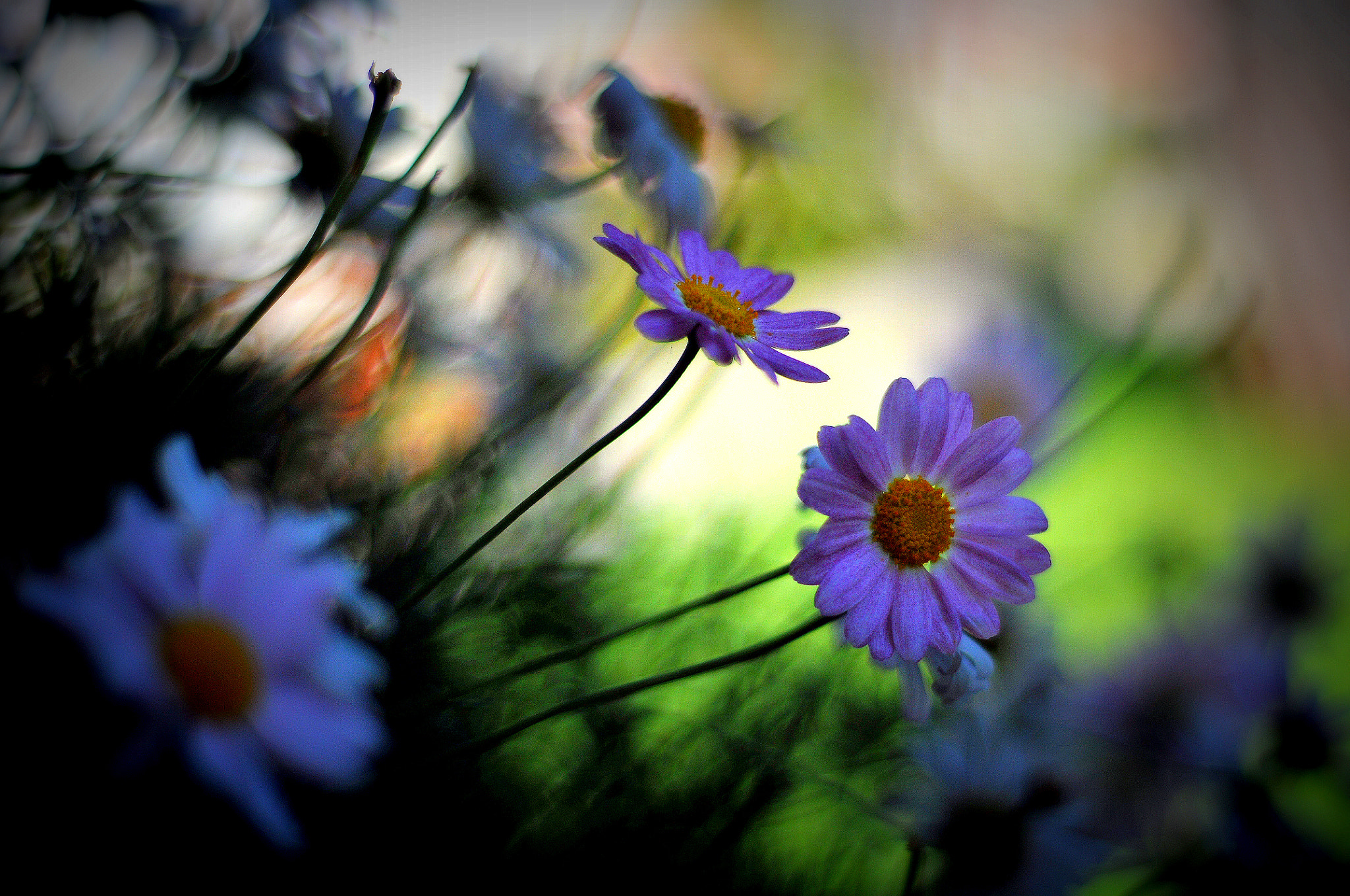 Nikon D300 + AF Nikkor 50mm f/1.8 sample photo. Pequeños rincones del jardin photography