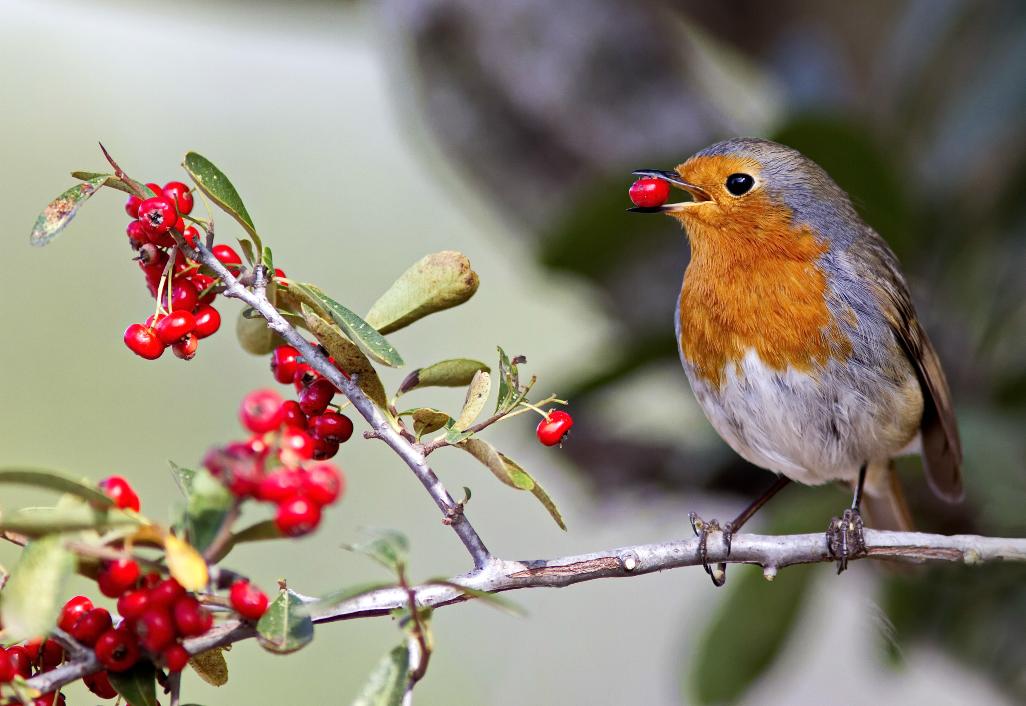 Canon EOS 7D + Canon EF 200mm F2.8L II USM sample photo. Robin eating red berries photography