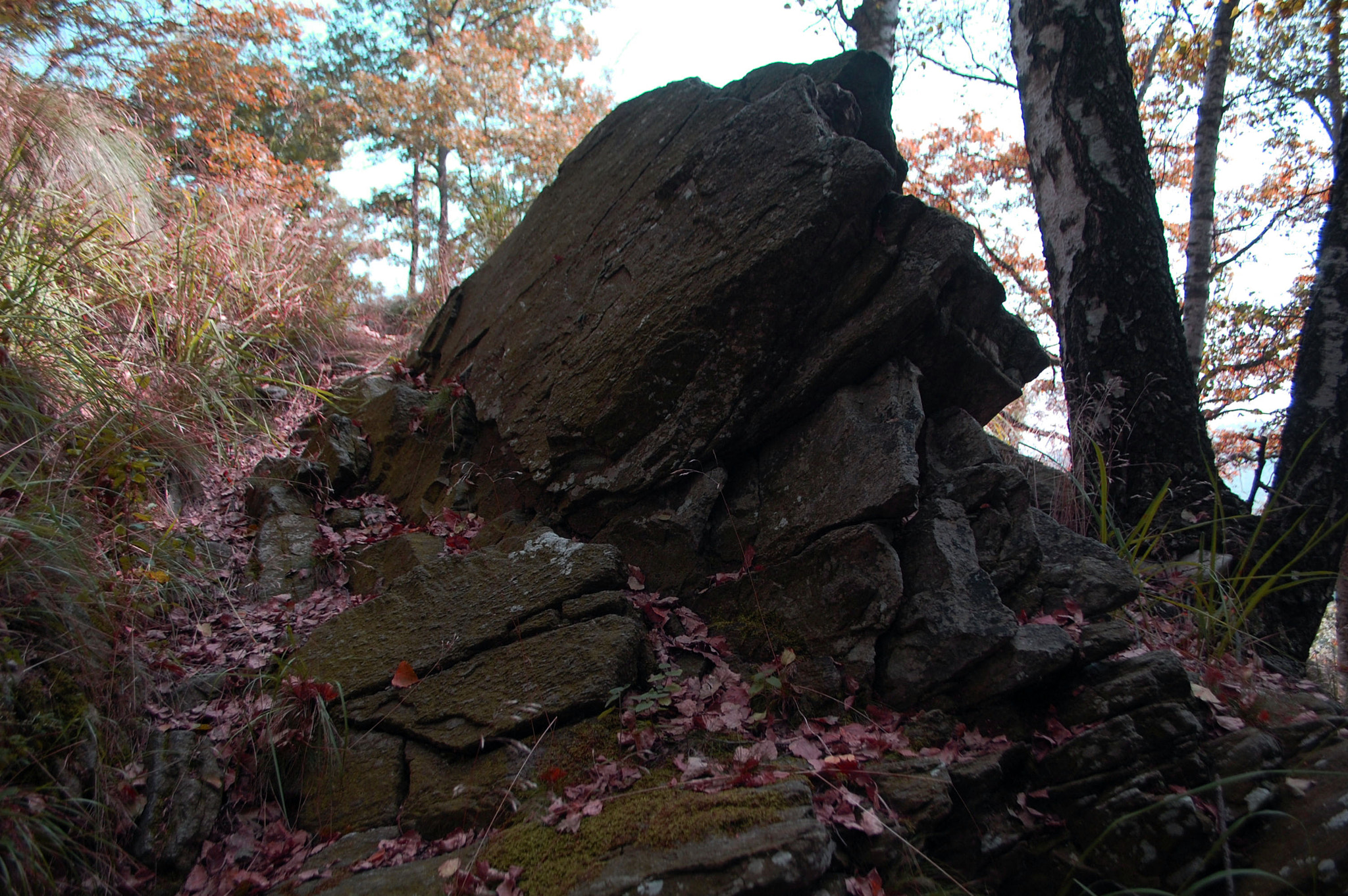 Nikon D40 sample photo. Rock in the woods photography