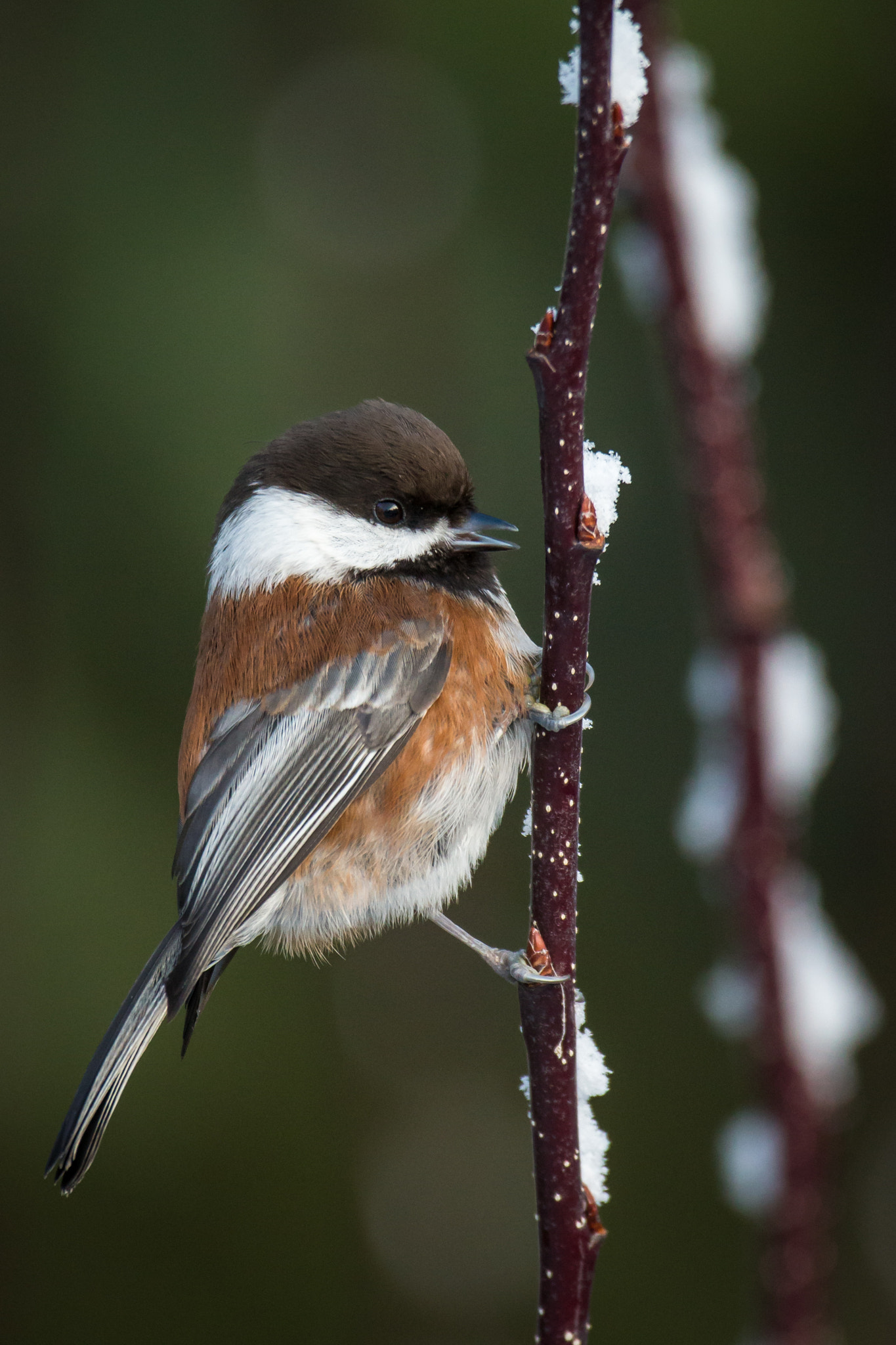 Canon EOS-1D X + Canon EF 500mm F4L IS USM sample photo. Foraging chestnut-backed chickadee photography