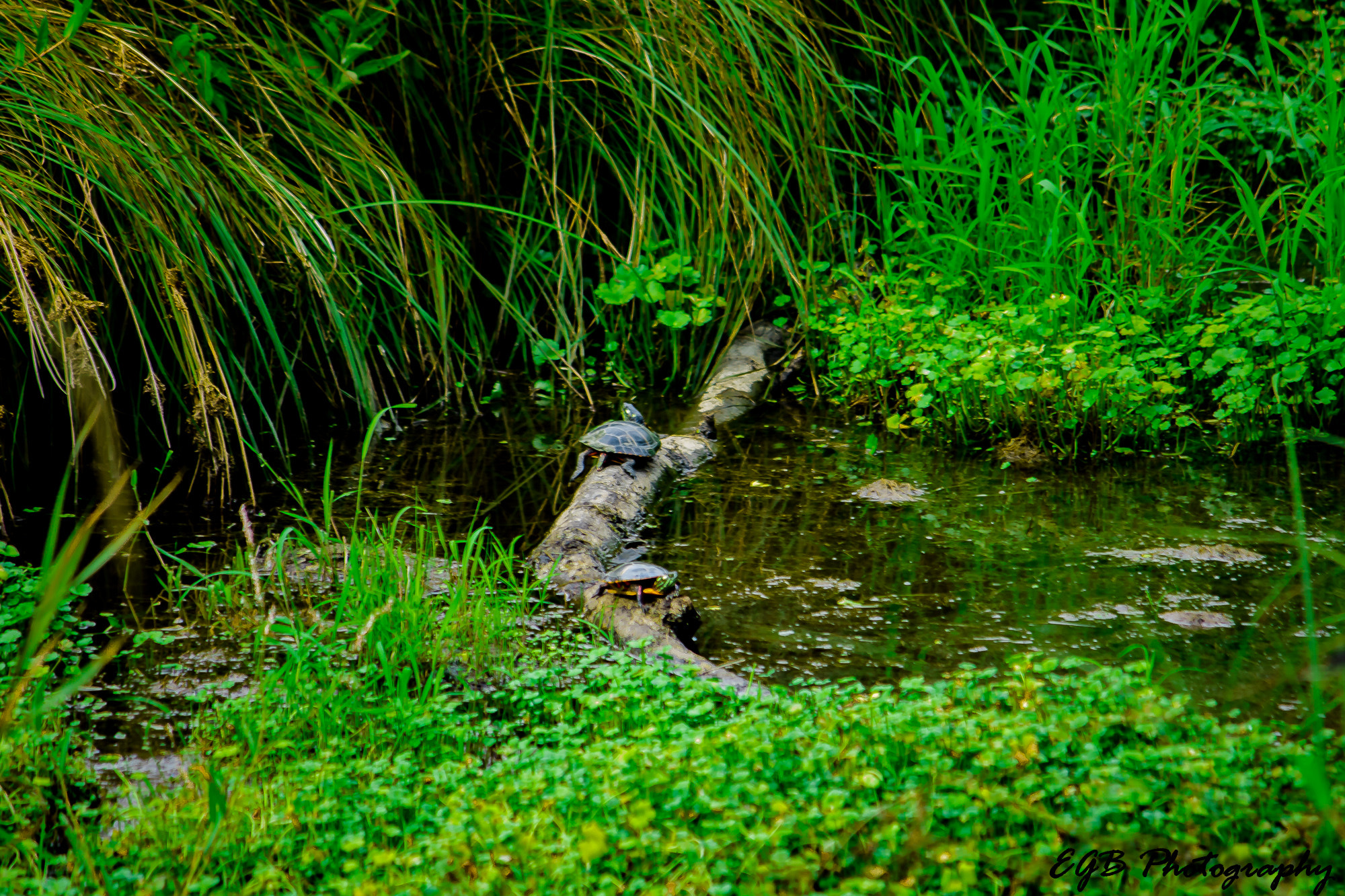 Canon EF-S 55-250mm F4-5.6 IS sample photo. Going for a swim photography
