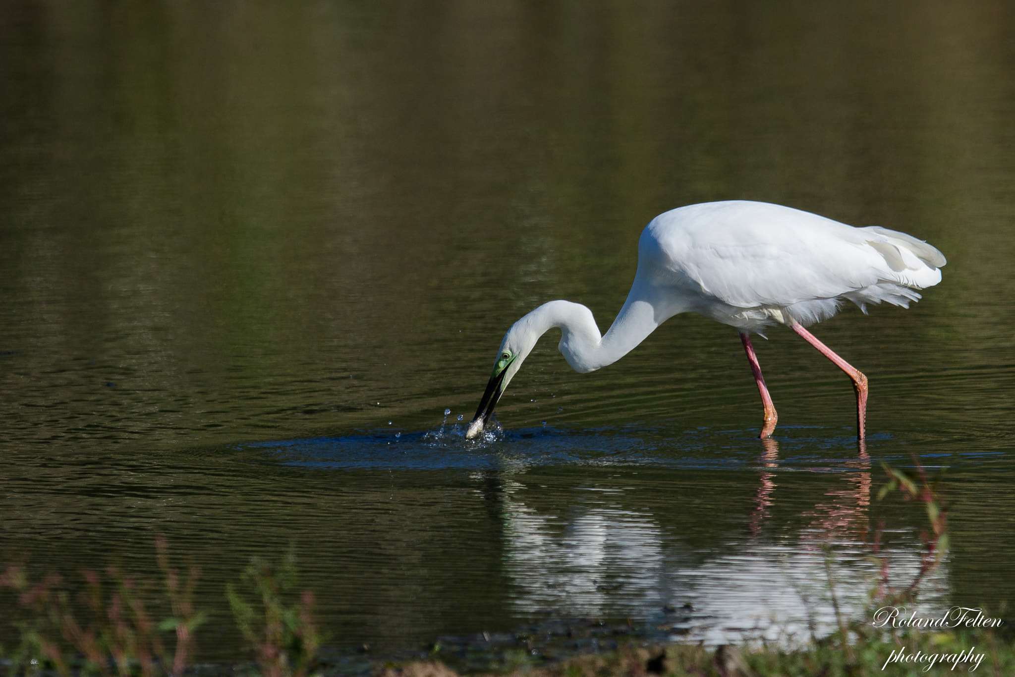 Nikon D500 + Nikon AF-S Nikkor 600mm F4G ED VR sample photo. Fishing egret photography
