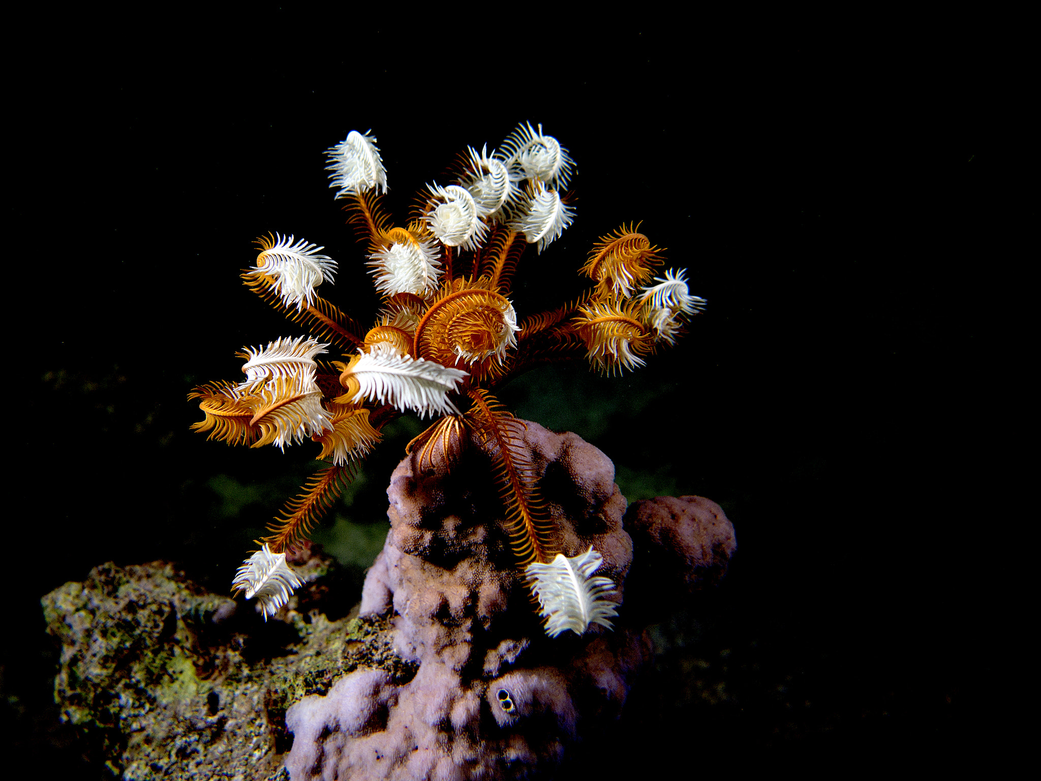 Olympus M.Zuiko Digital 14-42mm F3.5-5.6 II R sample photo. Reef feathers... photography