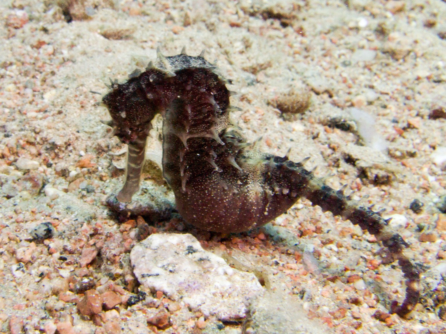 Olympus M.Zuiko Digital 14-42mm F3.5-5.6 II R sample photo. Pregnant seahorse, dahab, egypt photography