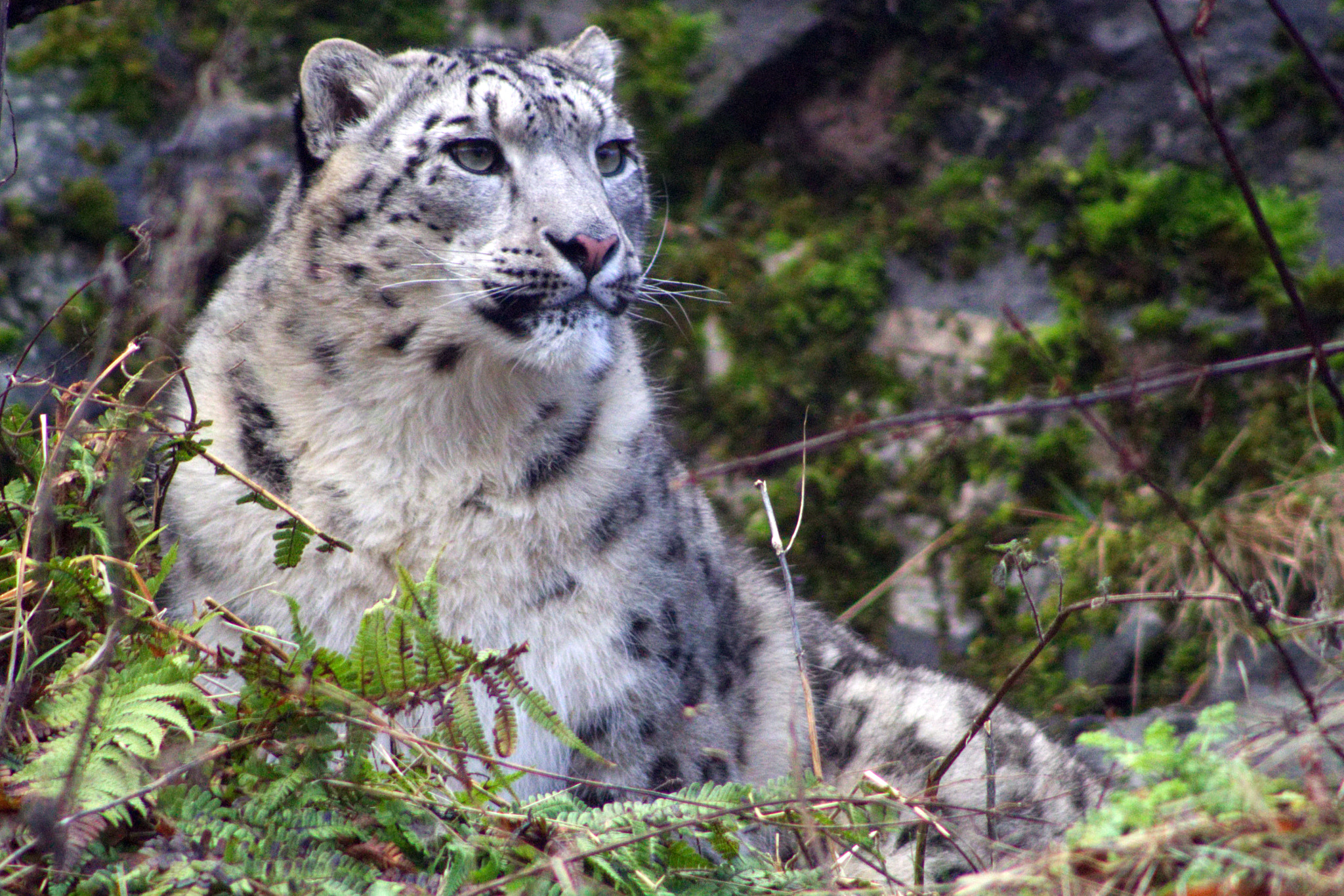 Canon EOS 100D (EOS Rebel SL1 / EOS Kiss X7) + EF75-300mm f/4-5.6 sample photo. Snow leopard photography