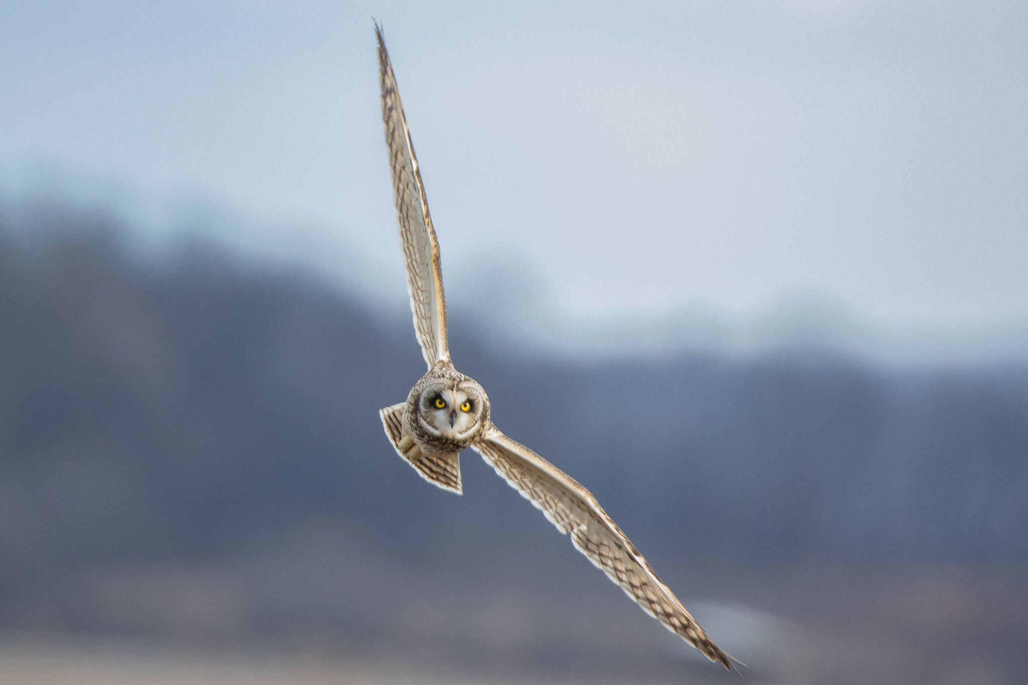 Short Eared Owl